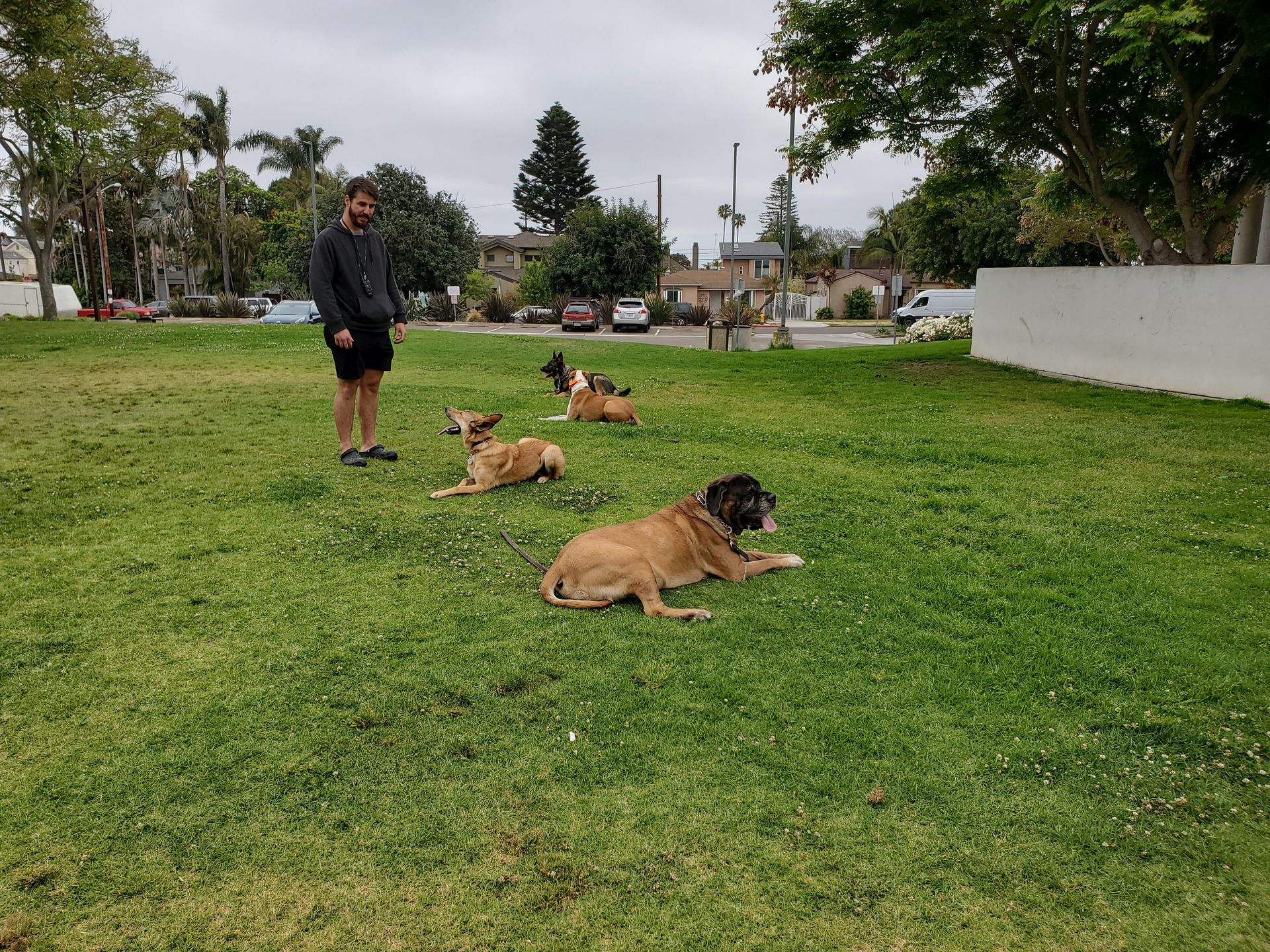 A man is standing next to three dogs laying in the grass.