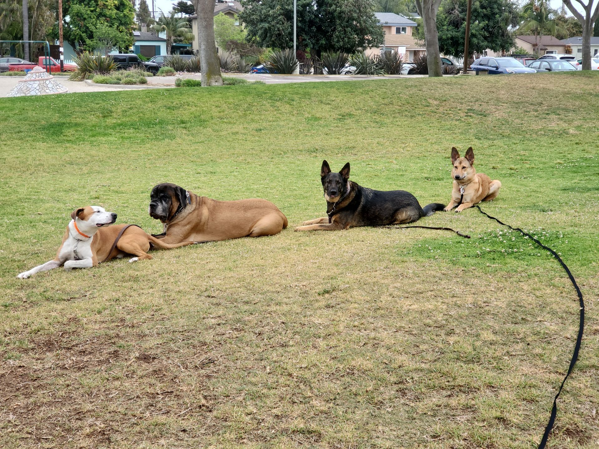 A group of dogs are laying in the grass in a park.