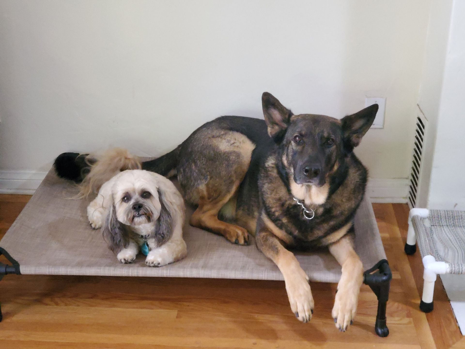 Two dogs are laying on a dog bed.