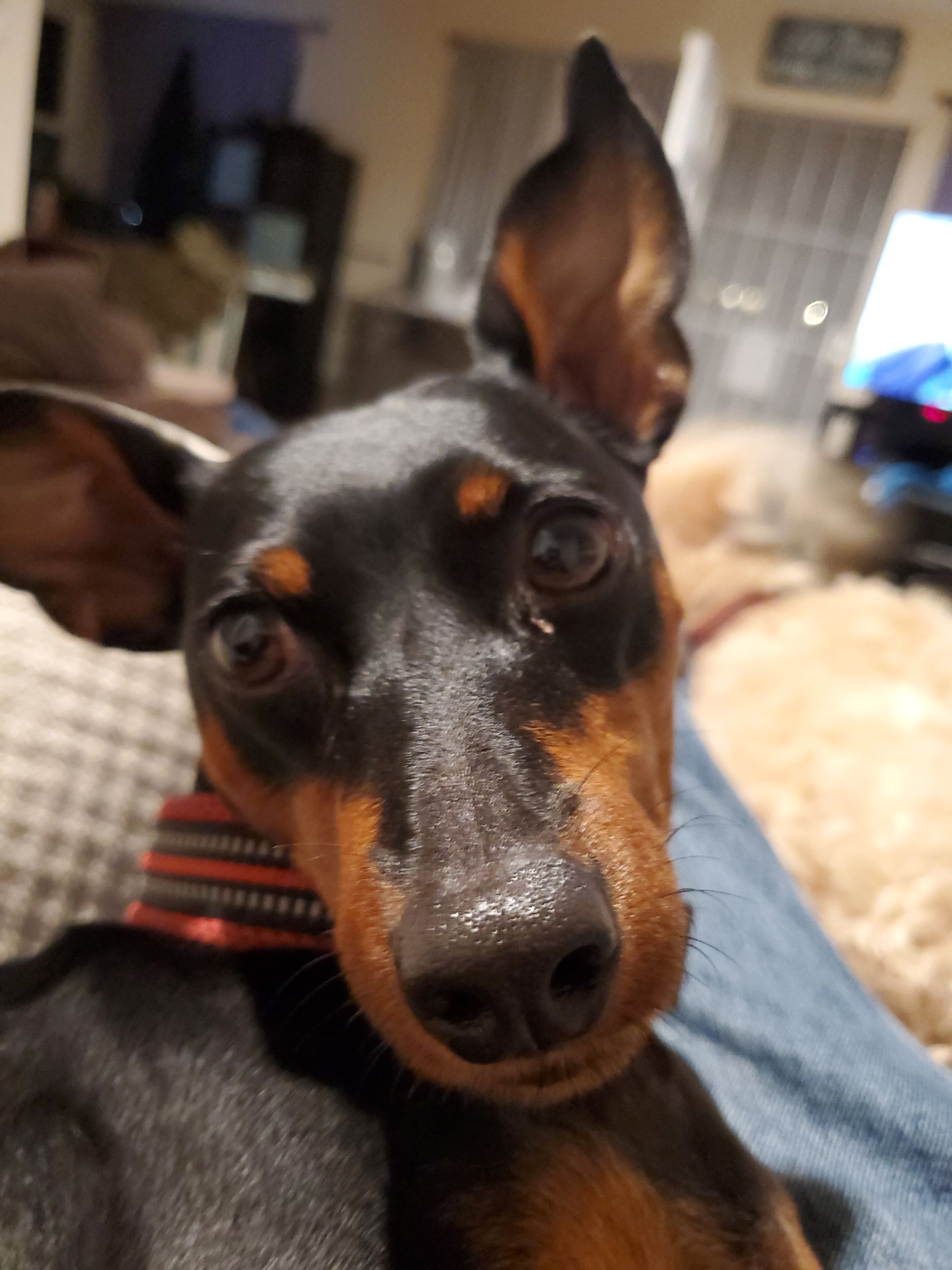 A small black and brown dog is laying on a person 's lap and looking at the camera.