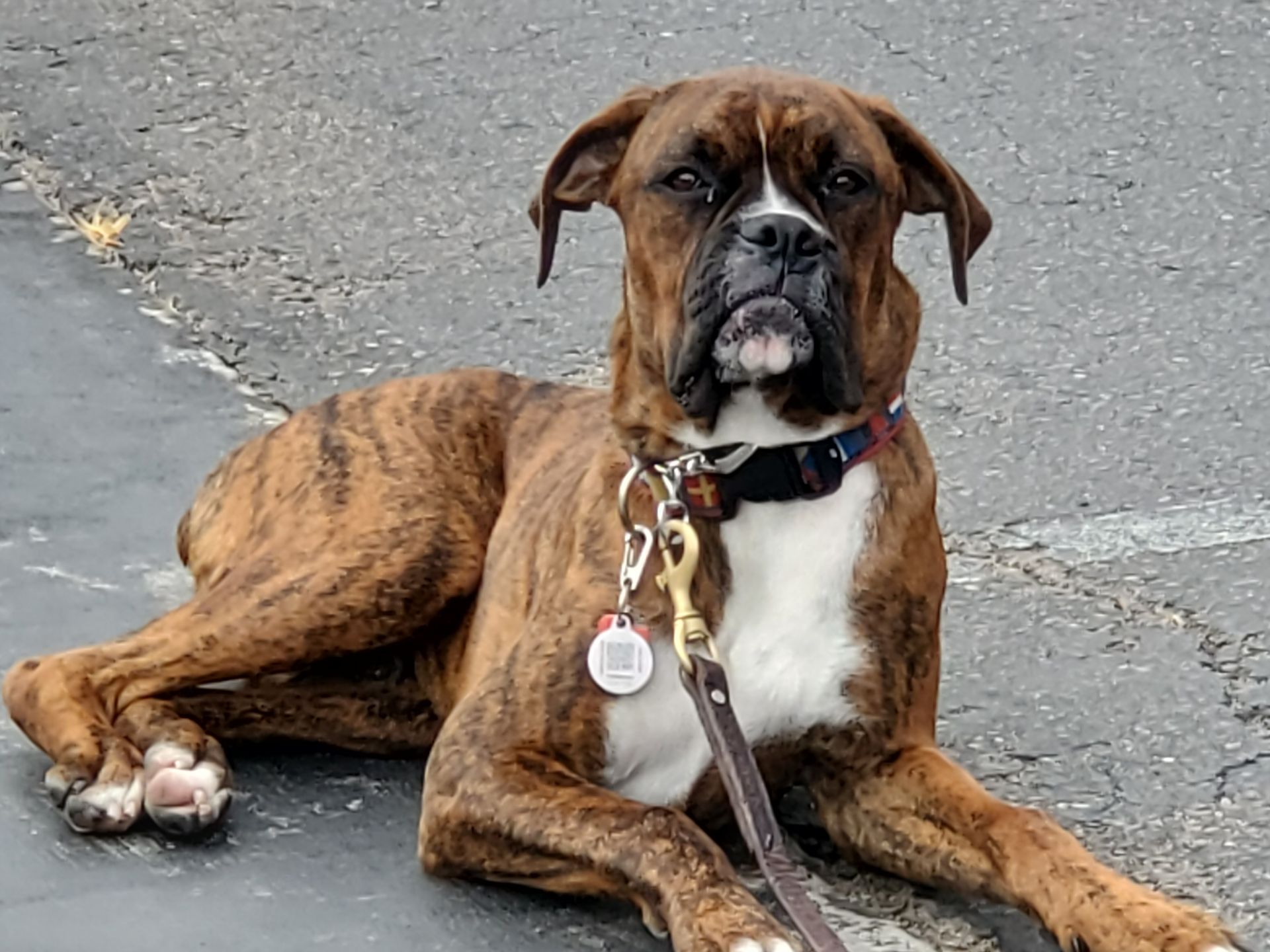 A brown and white boxer dog on a leash