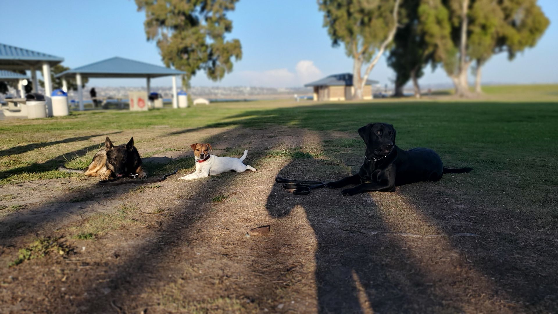 Three dogs are laying on the ground in a park.
