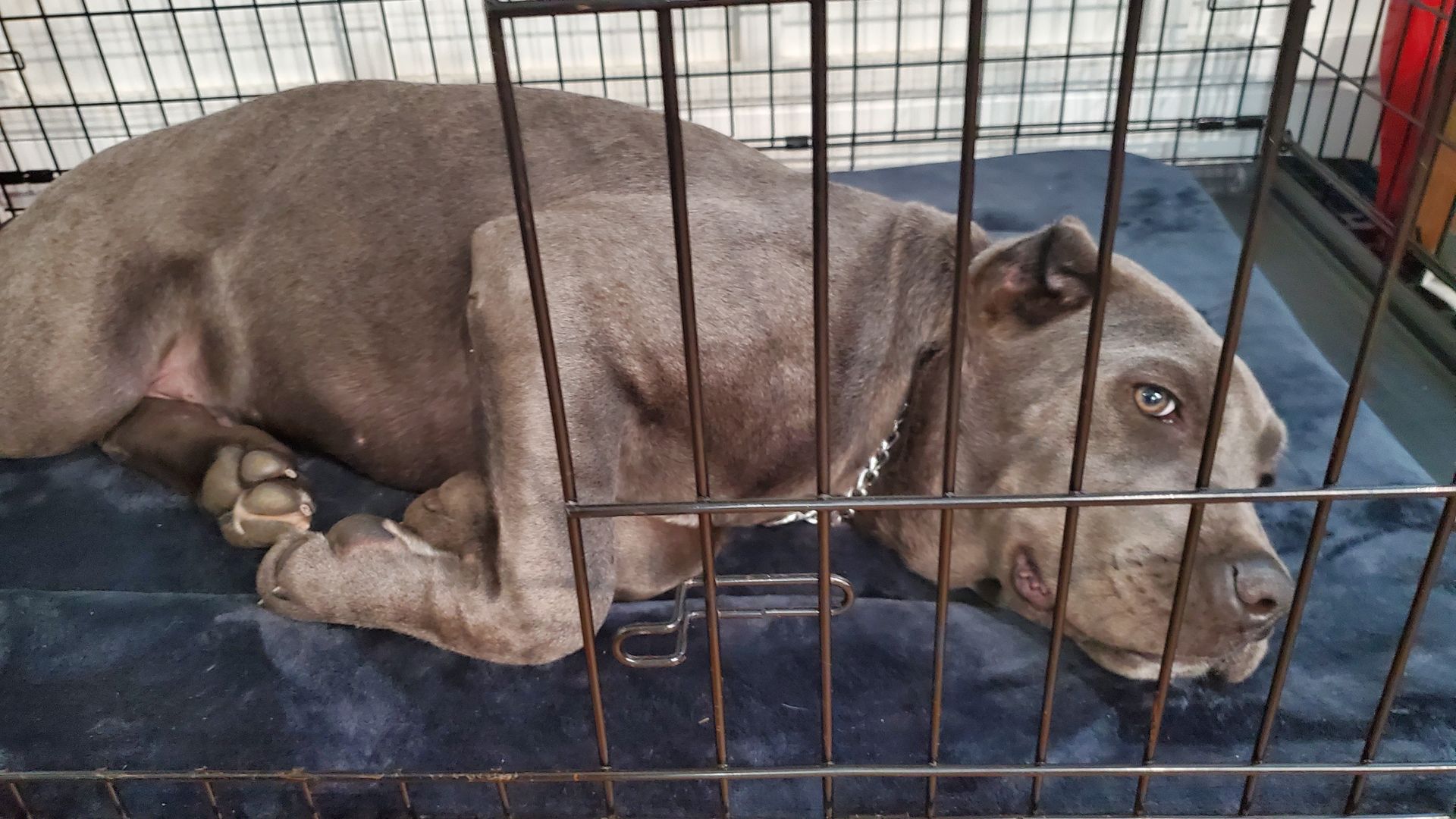 A dog is laying in a cage on a blue blanket