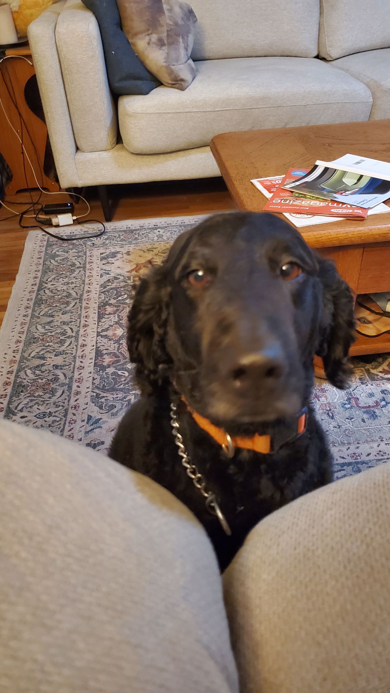 A black dog is sitting on a couch in a living room looking at the camera.