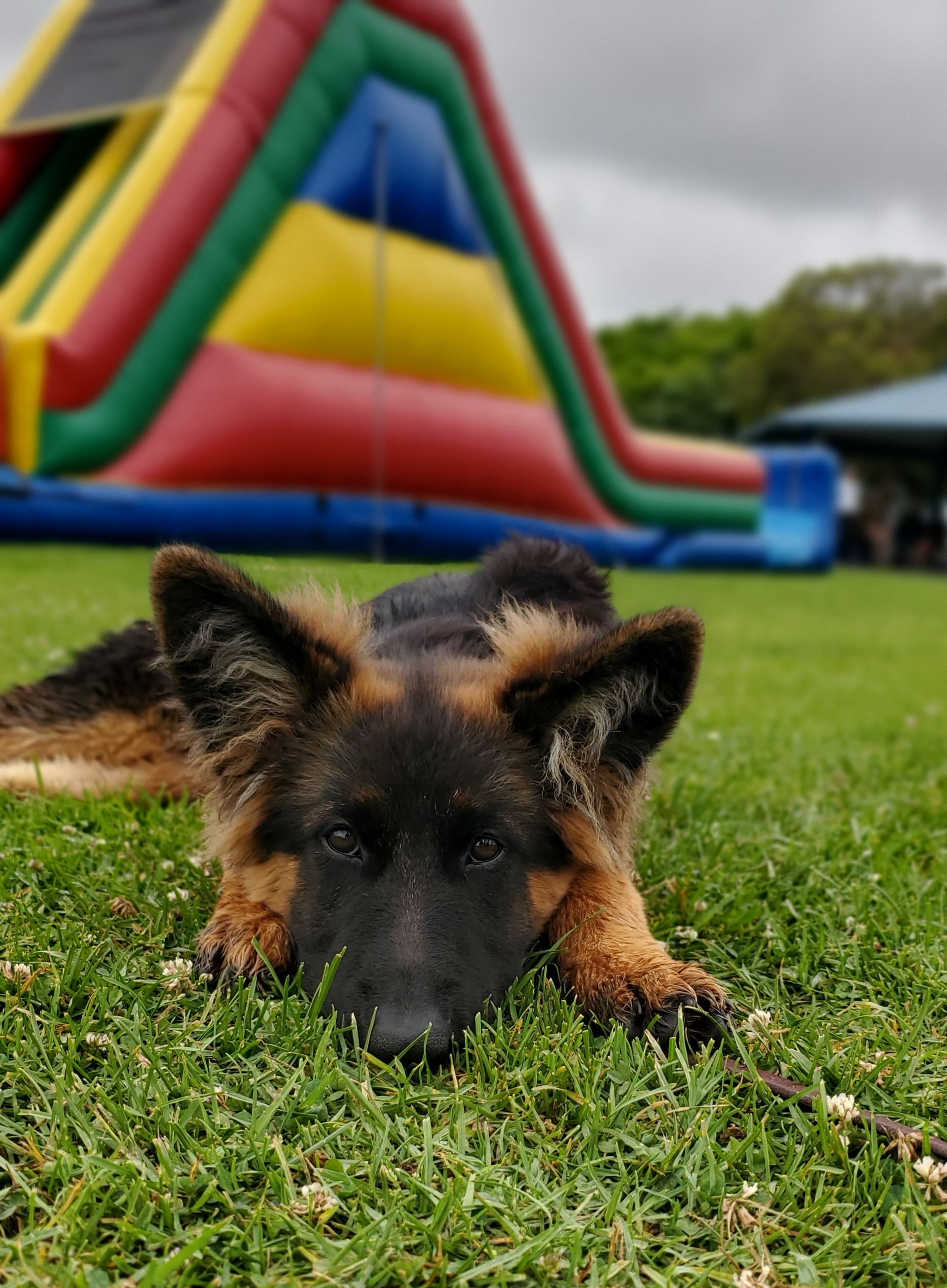 A german shepherd dog laying in the grass with a bouncy house in the background