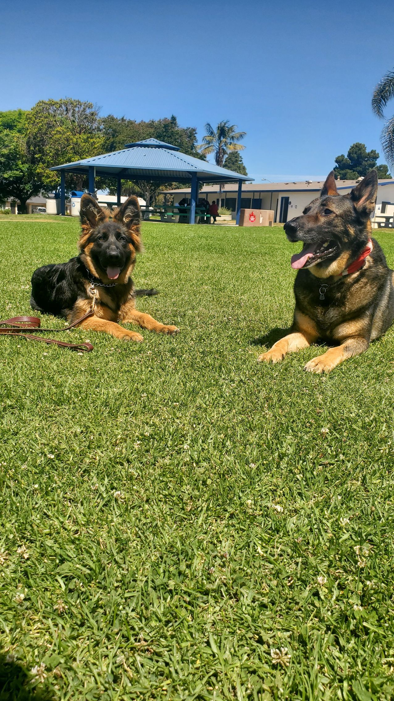 Two german shepherds are laying in the grass in a park.