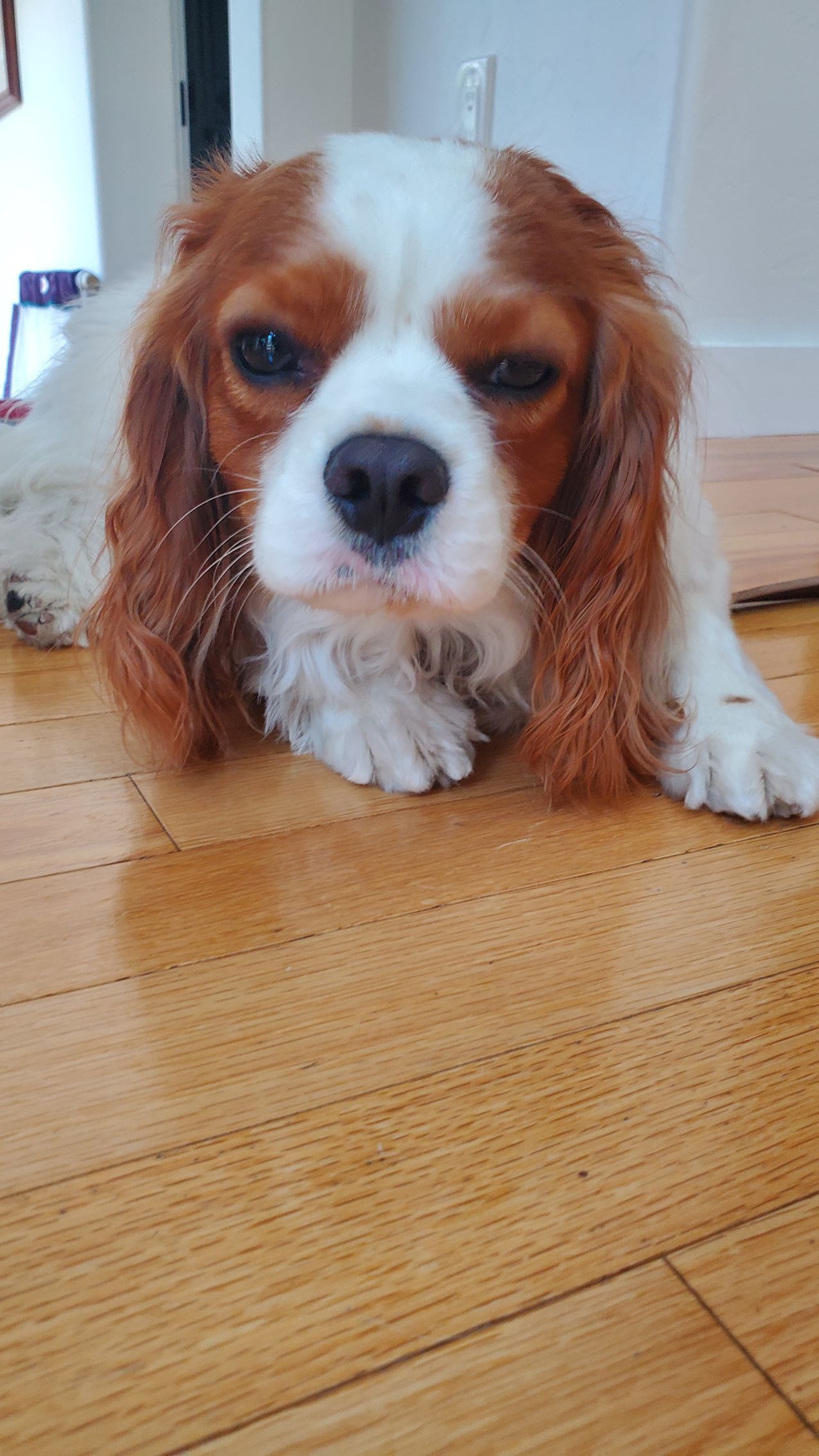 A brown and white dog is laying on a wooden floor.