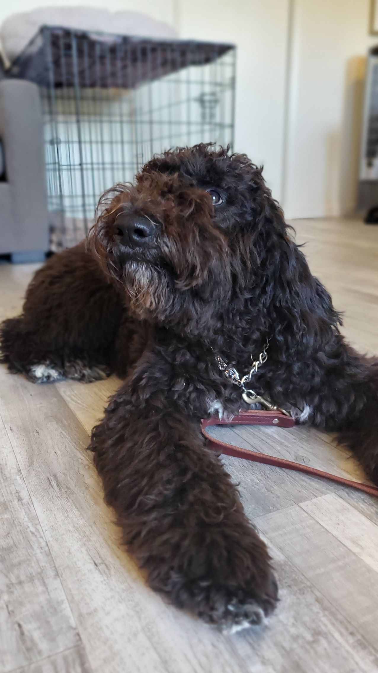 A brown dog is laying on the floor next to a cage.