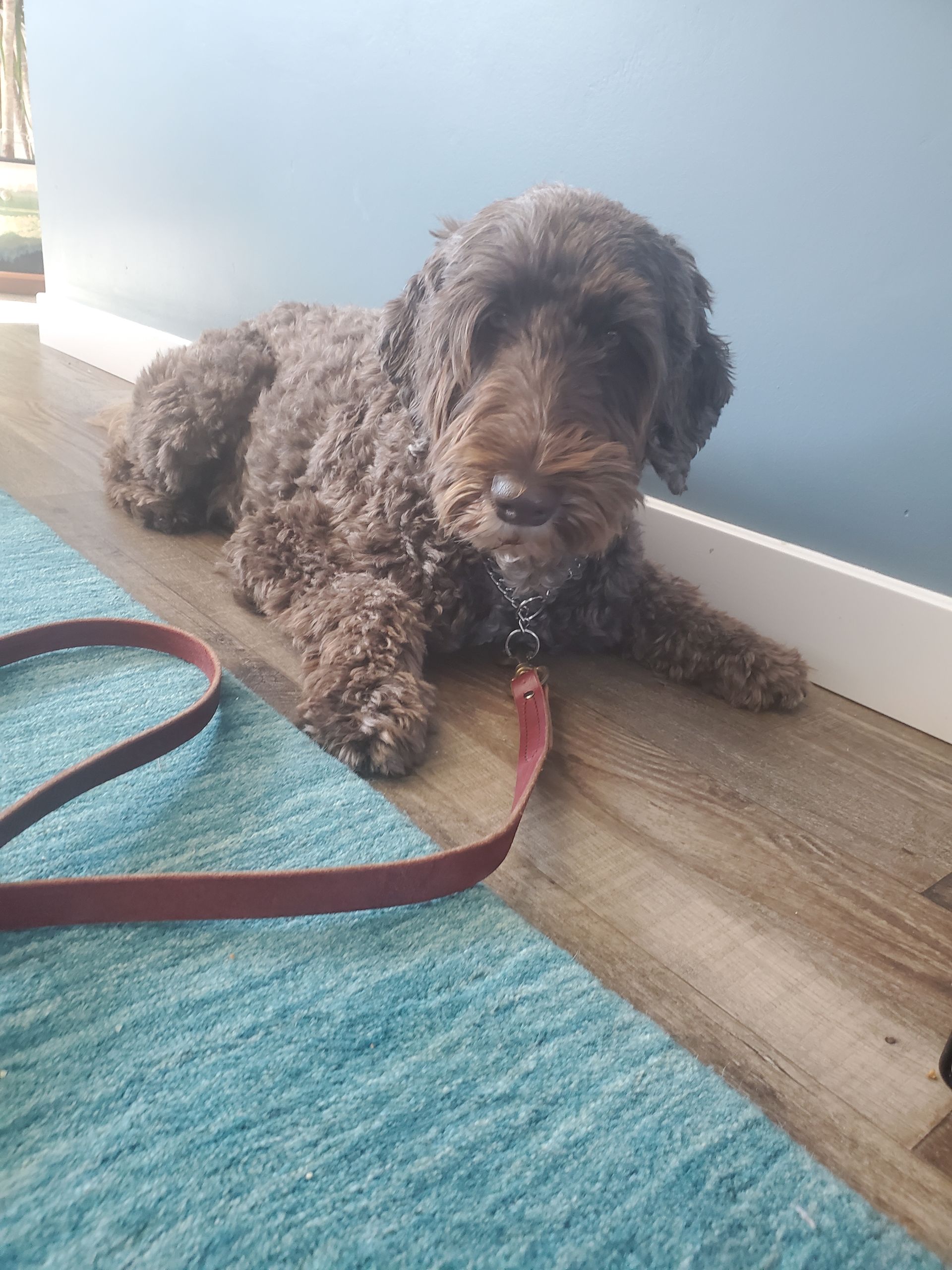 A small brown dog is laying on a blue rug on a leash.