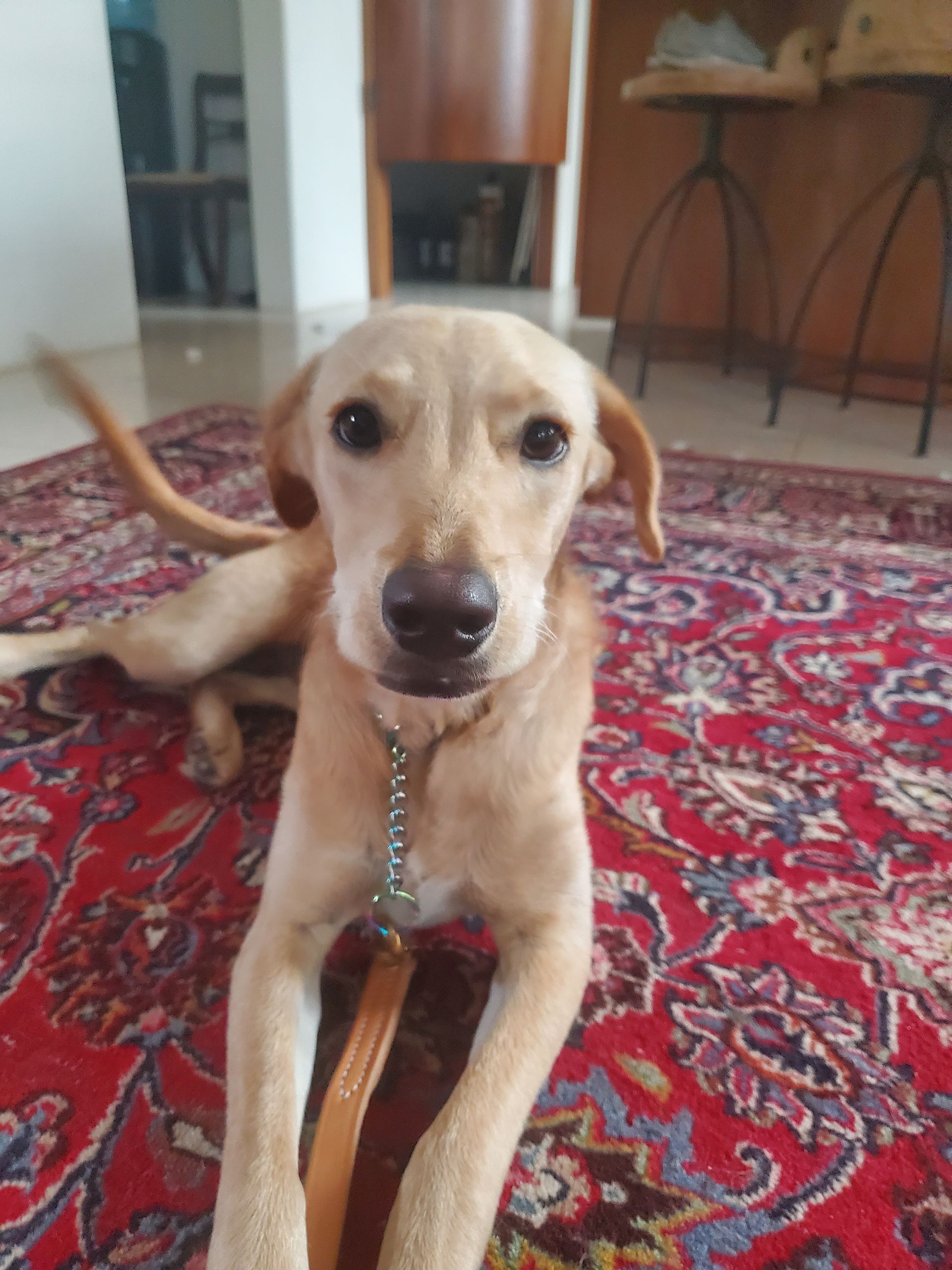 A dog is laying on a rug and looking at the camera