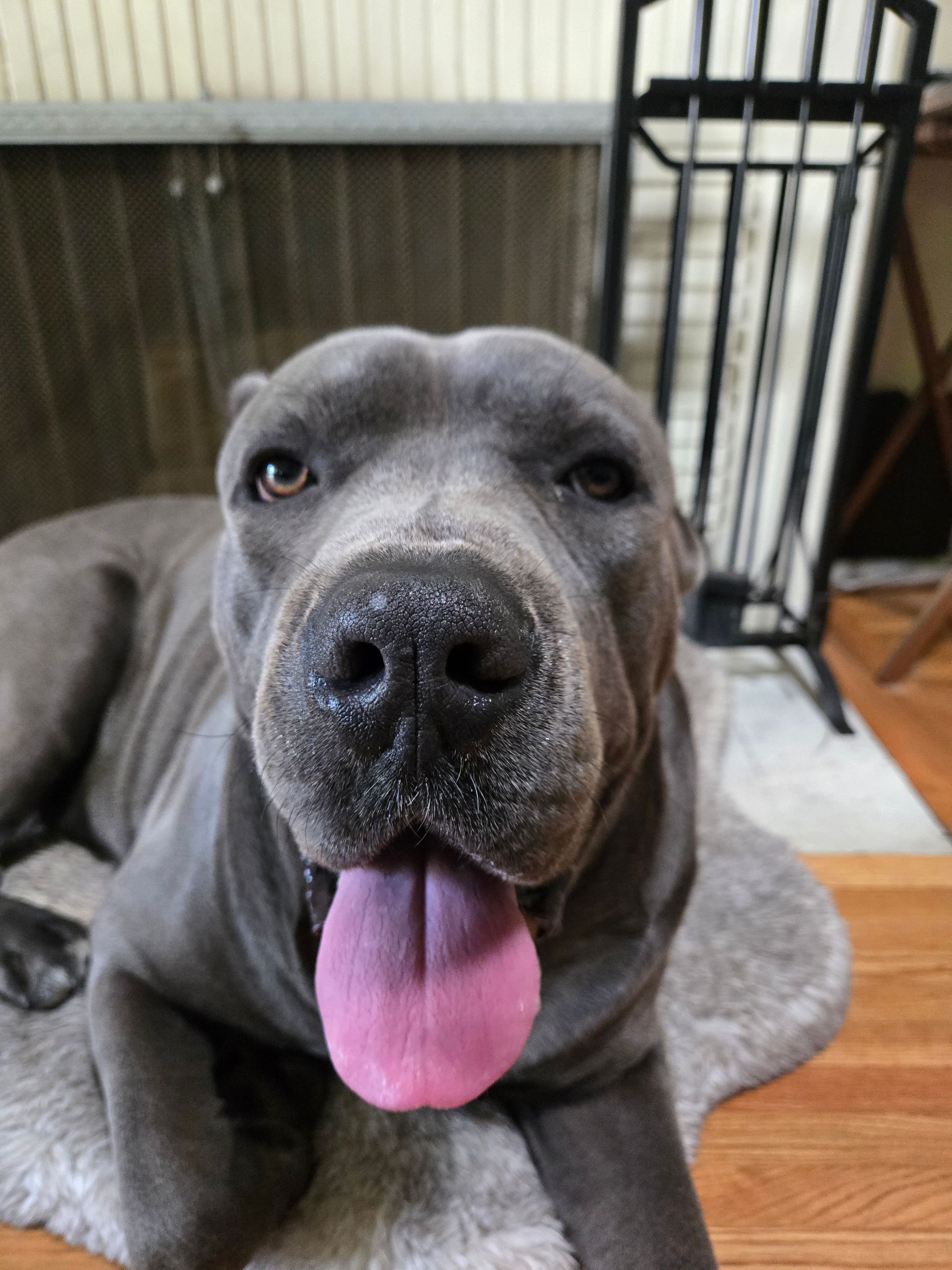 A close up of a dog with a pink tongue sticking out.
