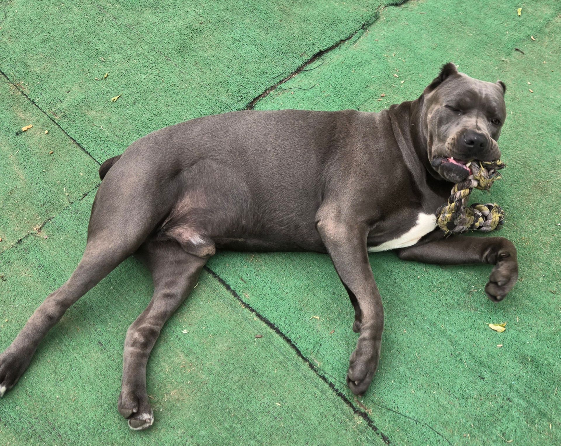 A dog is laying on the ground with a toy in its mouth.