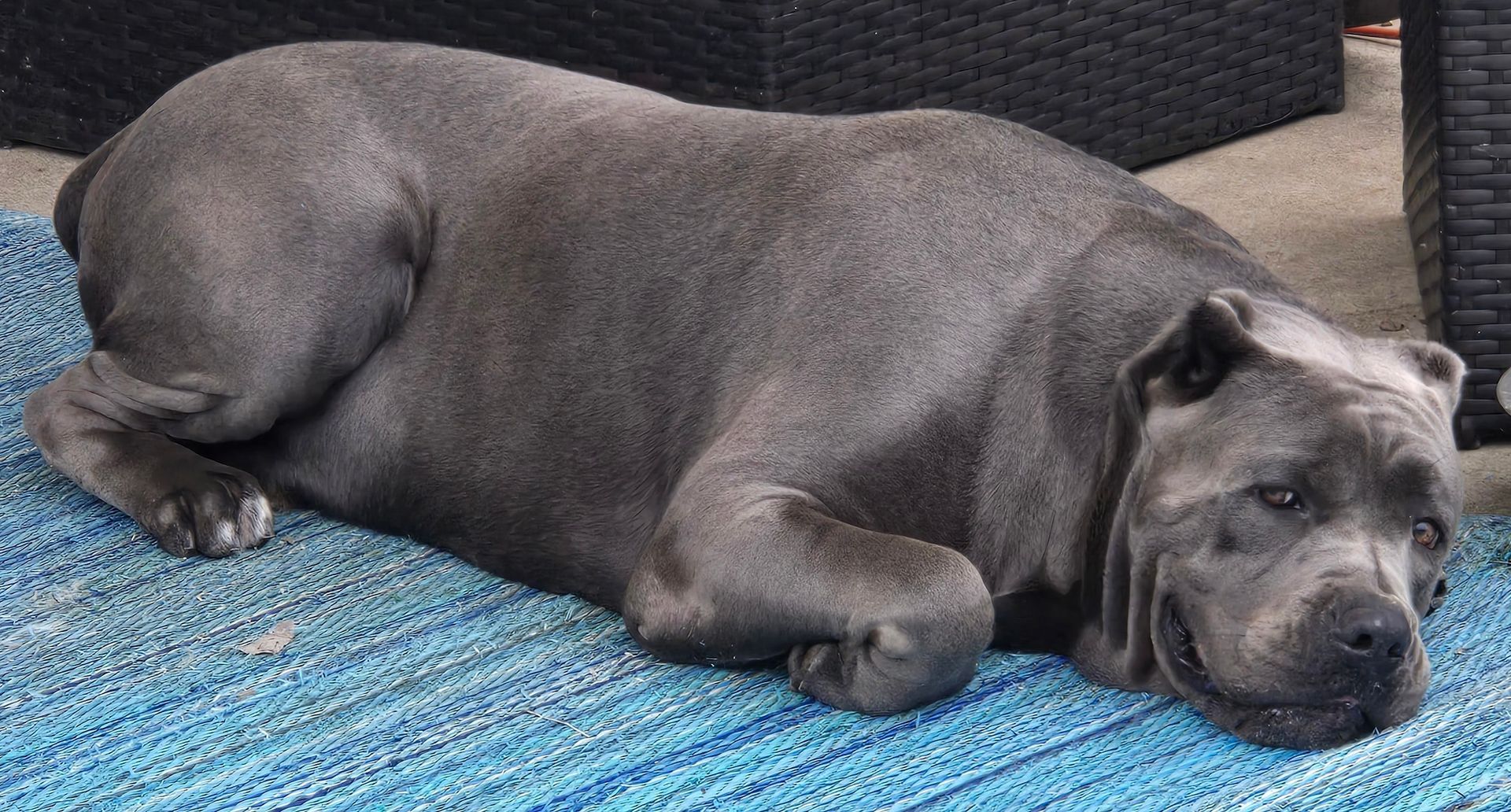 A gray dog is laying on a blue rug.