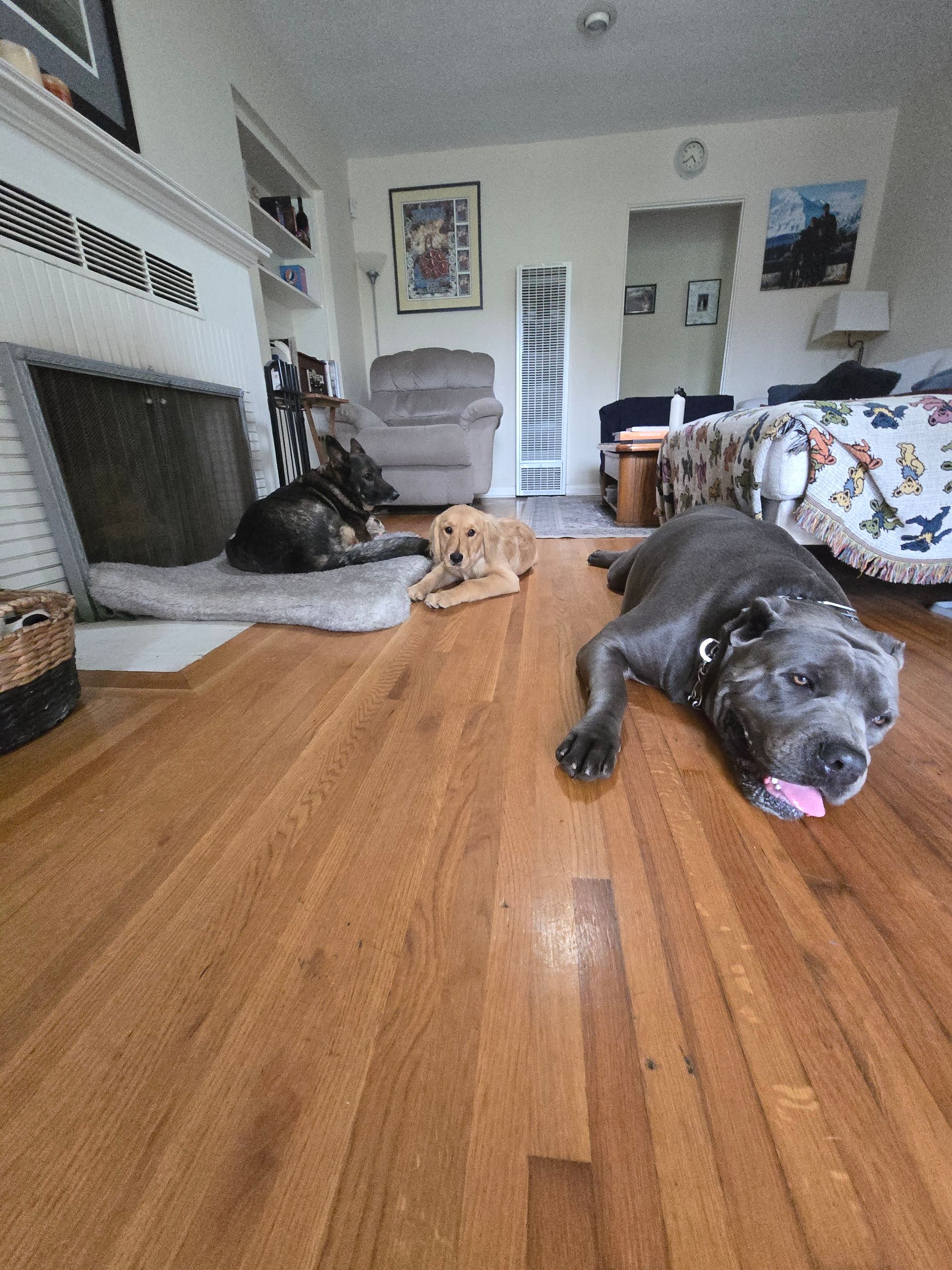 Three dogs are laying on a wooden floor in a living room.