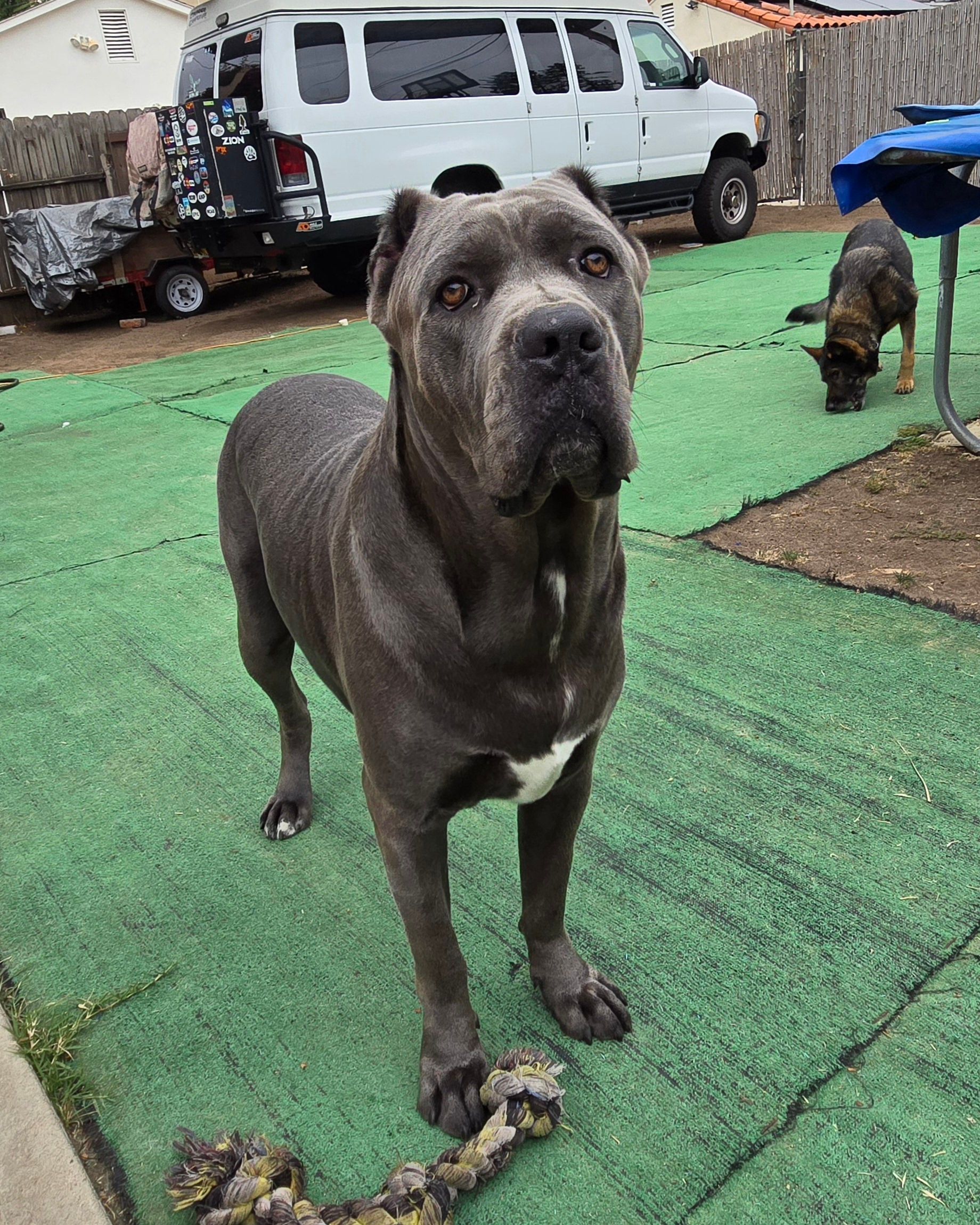 A large gray dog is standing on a green carpet in a yard.