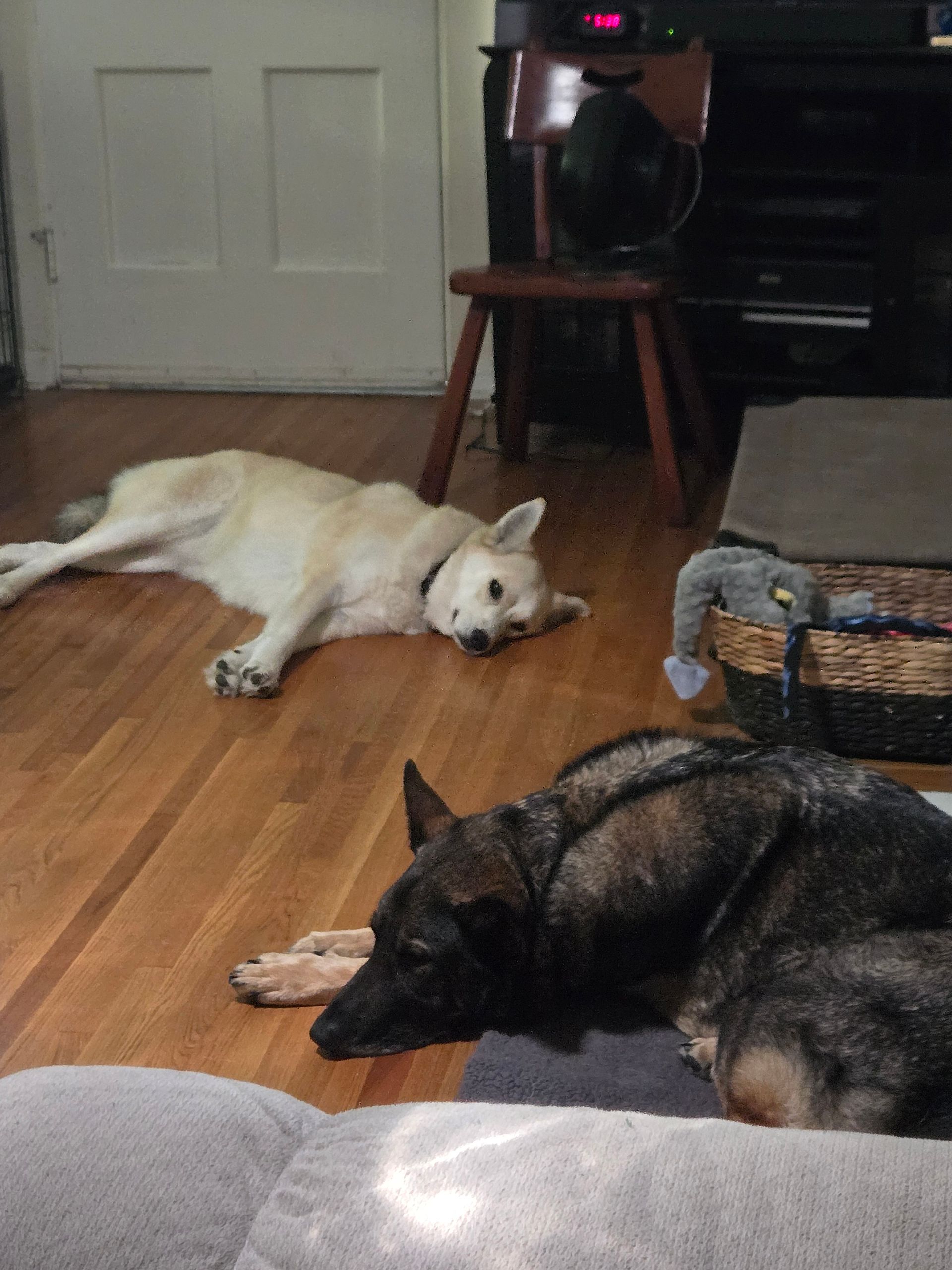 Two dogs are laying on the floor in a living room