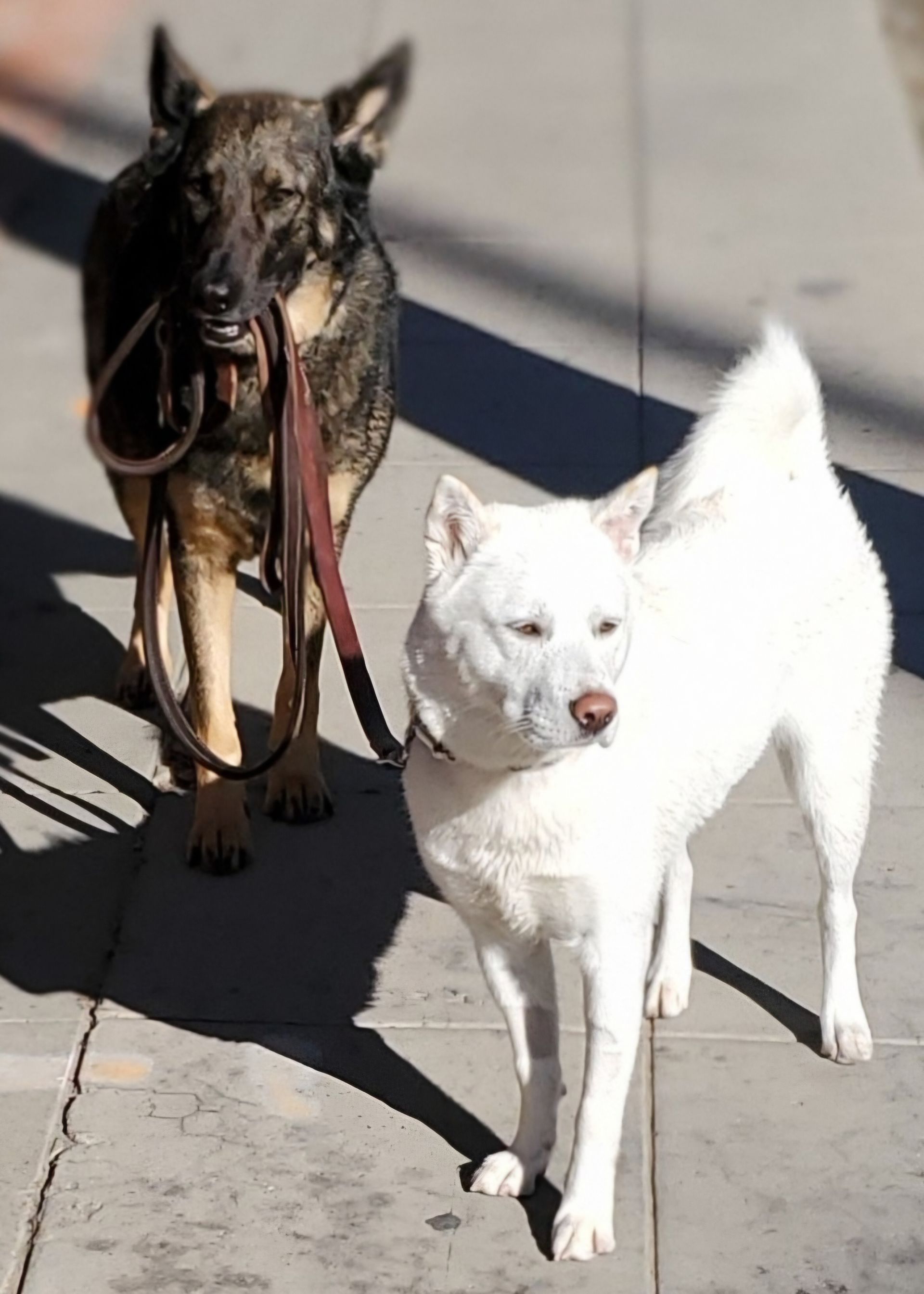 A brown and white dog on a leash next to a white dog