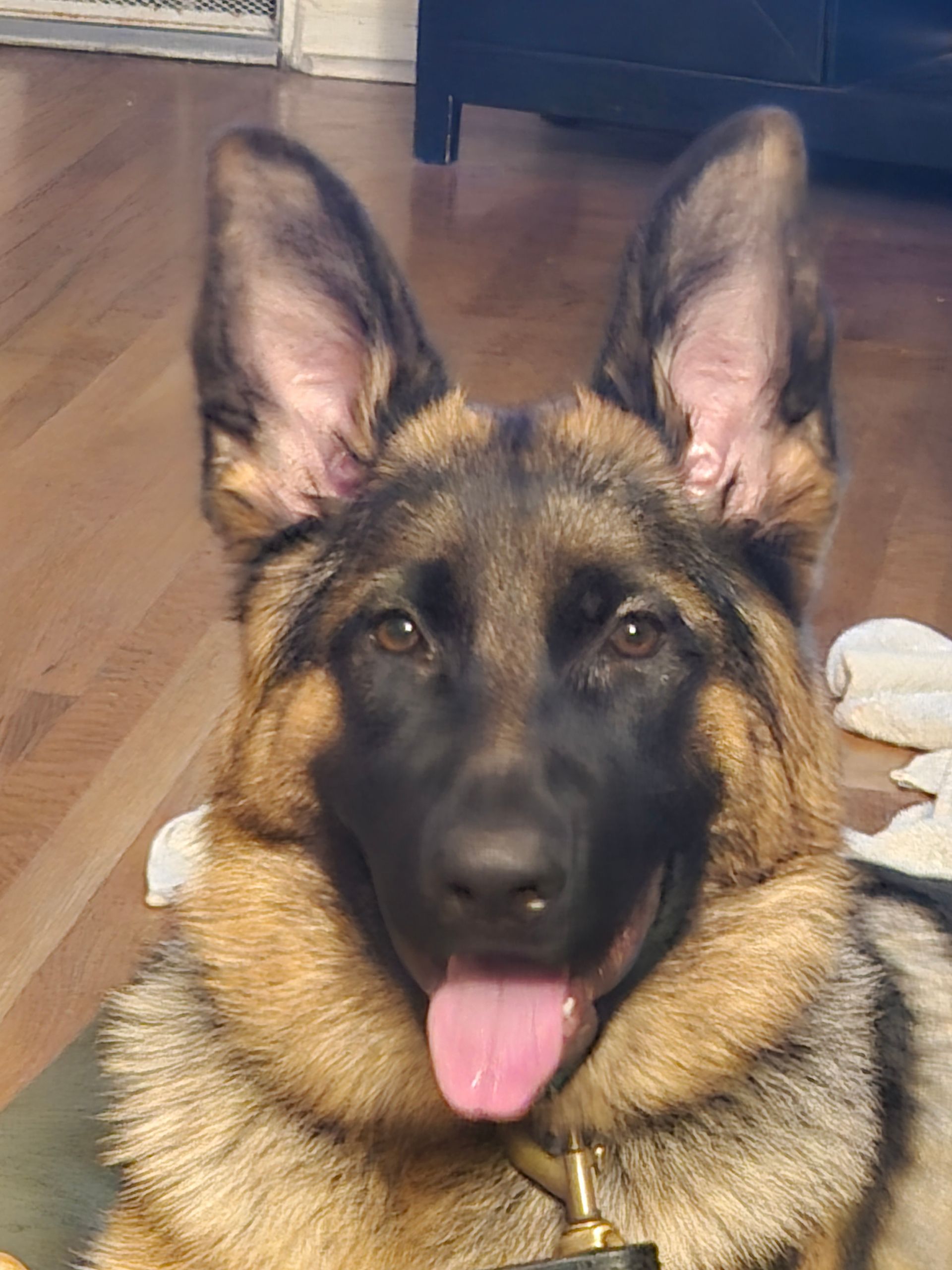 A german shepherd dog is sitting on a wooden floor with its tongue hanging out.