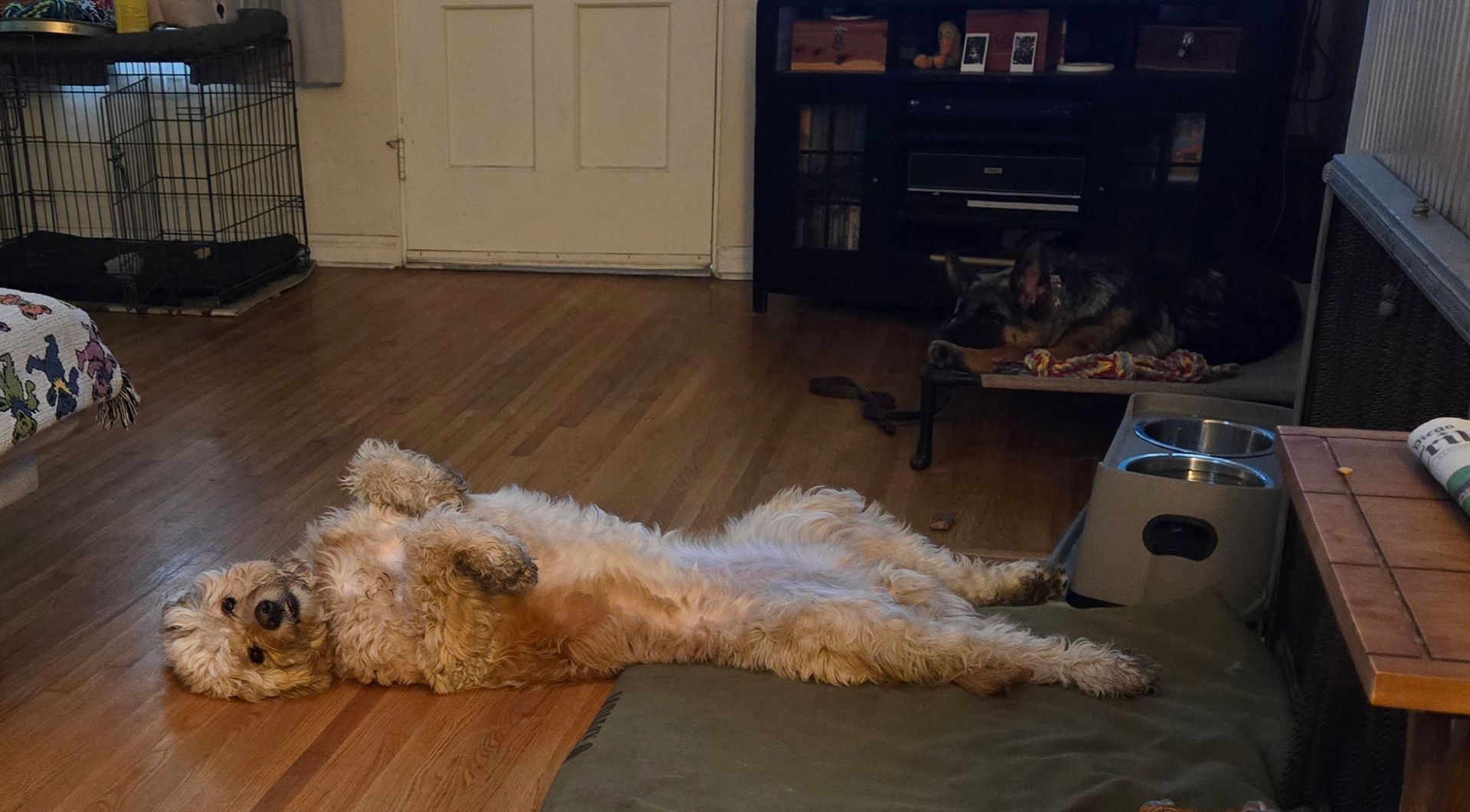 A dog is laying on its back on a dog bed in a living room.