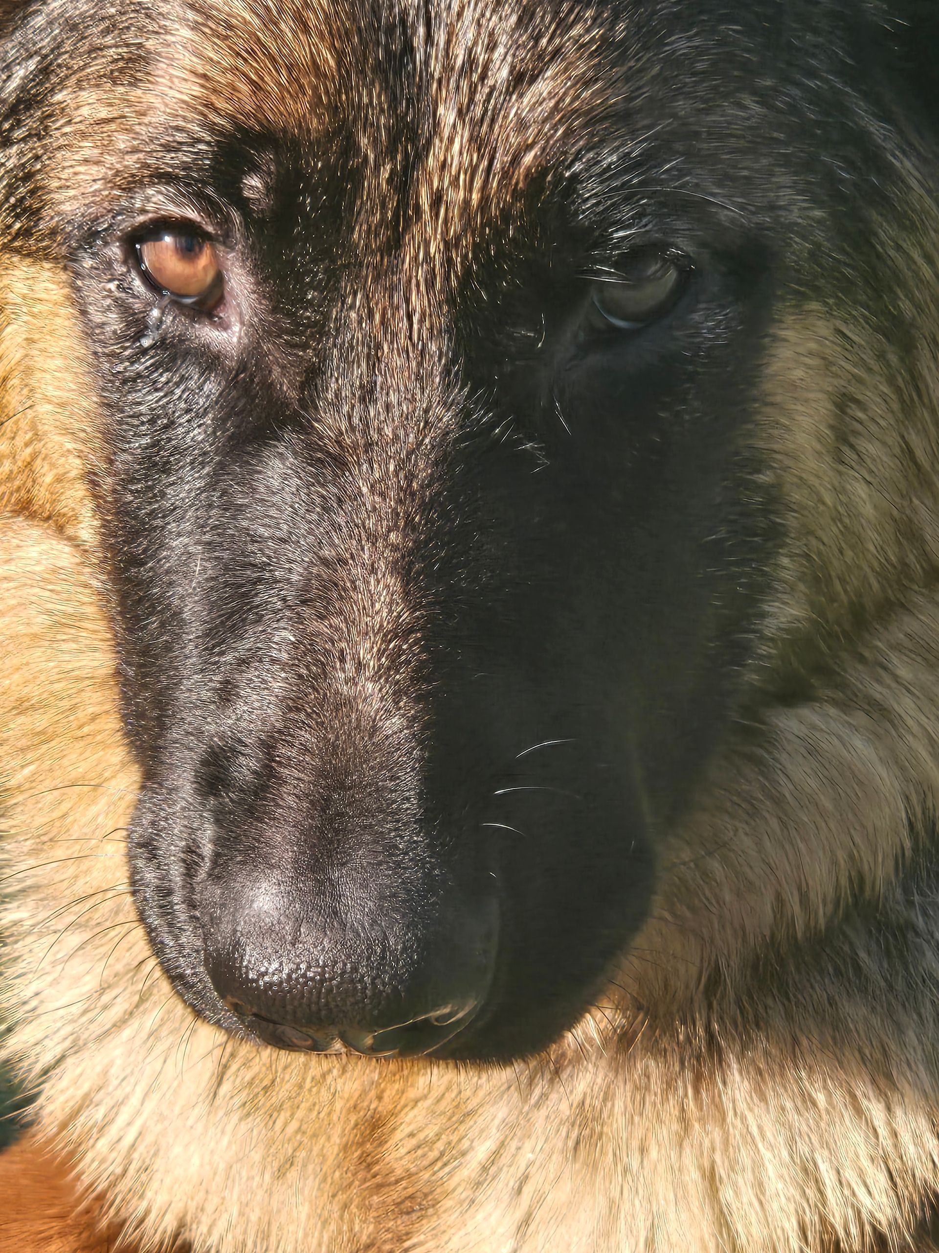 A close up of a german shepherd looking at the camera