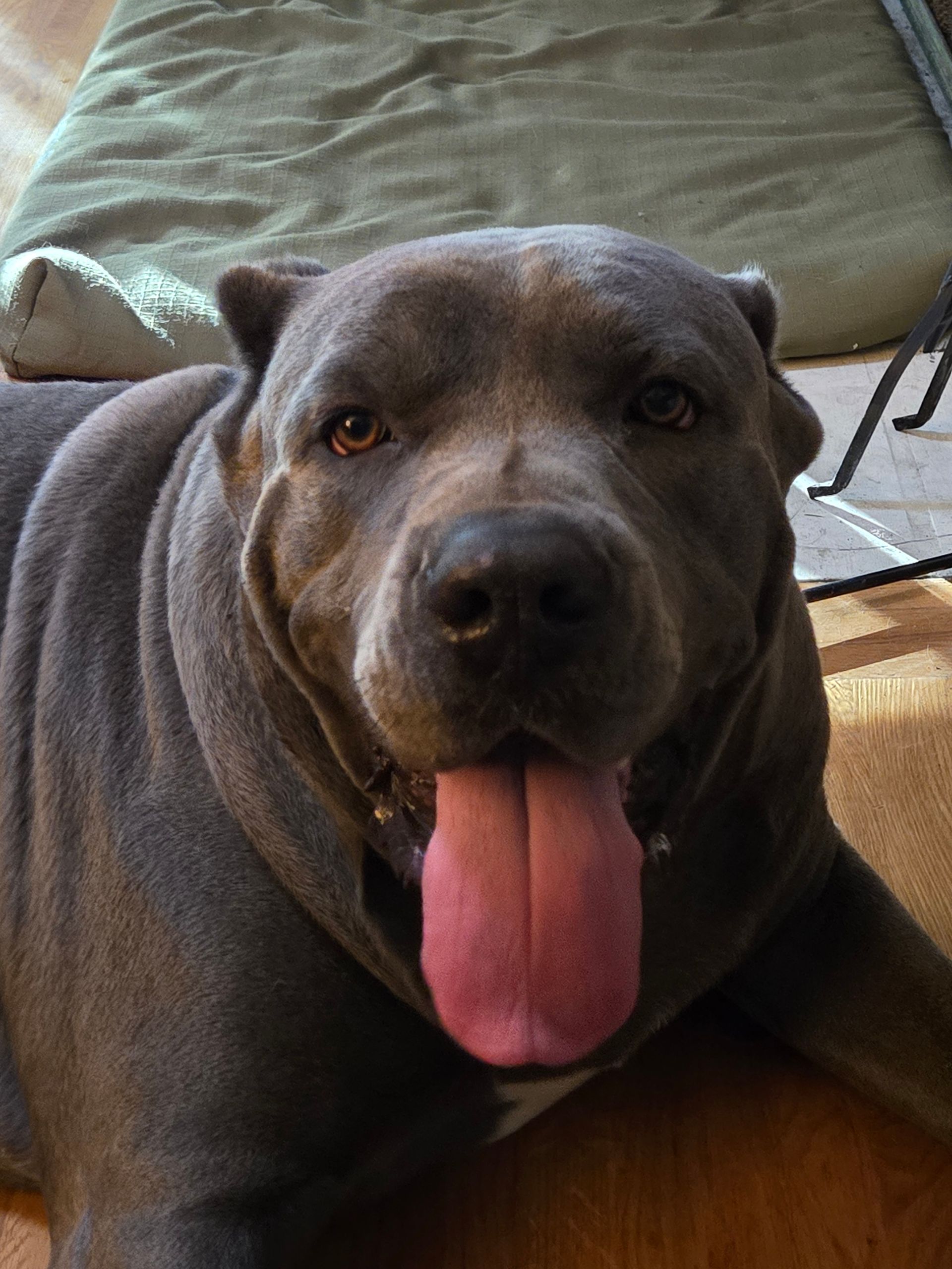 A close up of a dog with its tongue out