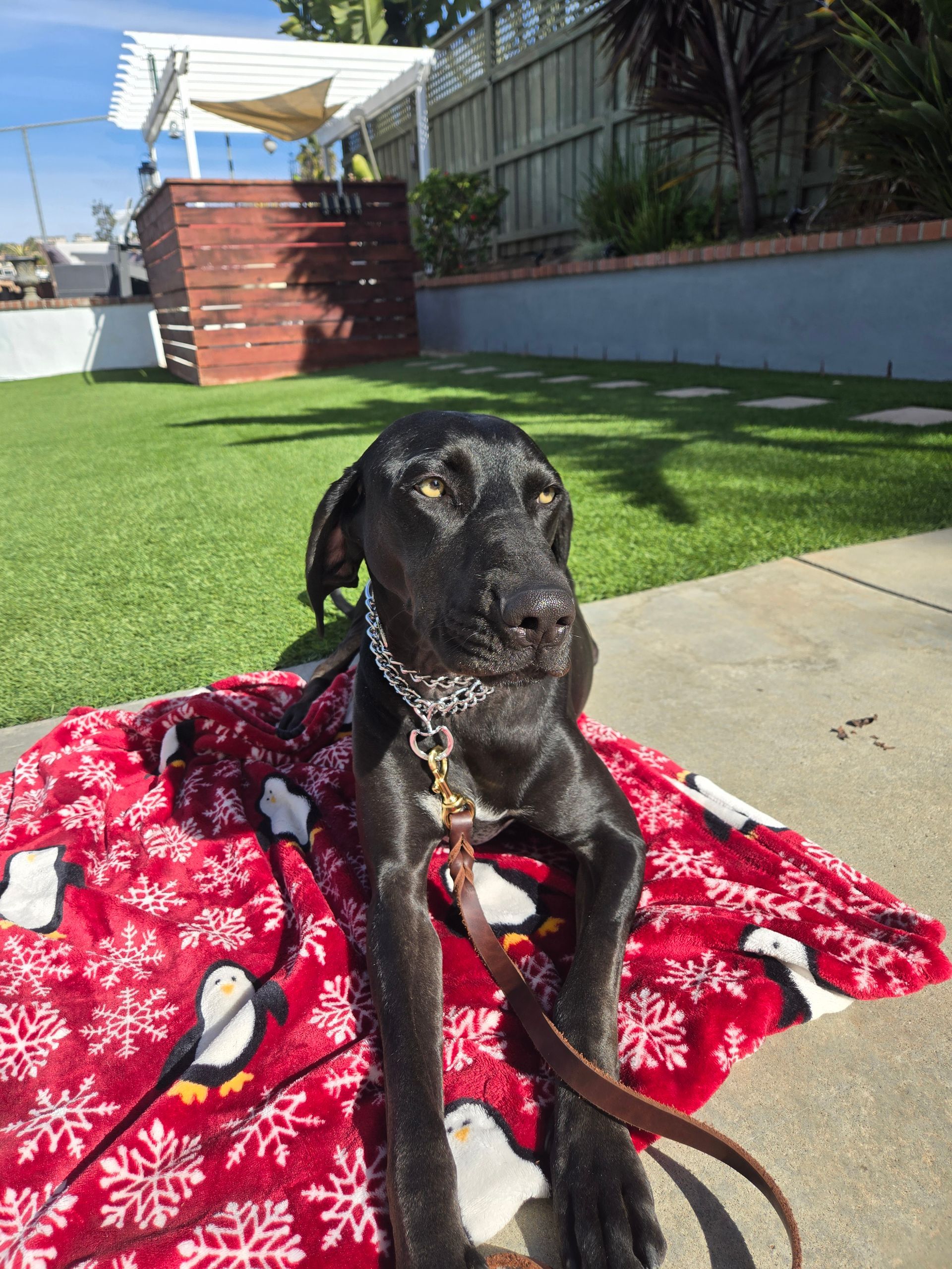 A black dog is laying on a red blanket with penguins on it