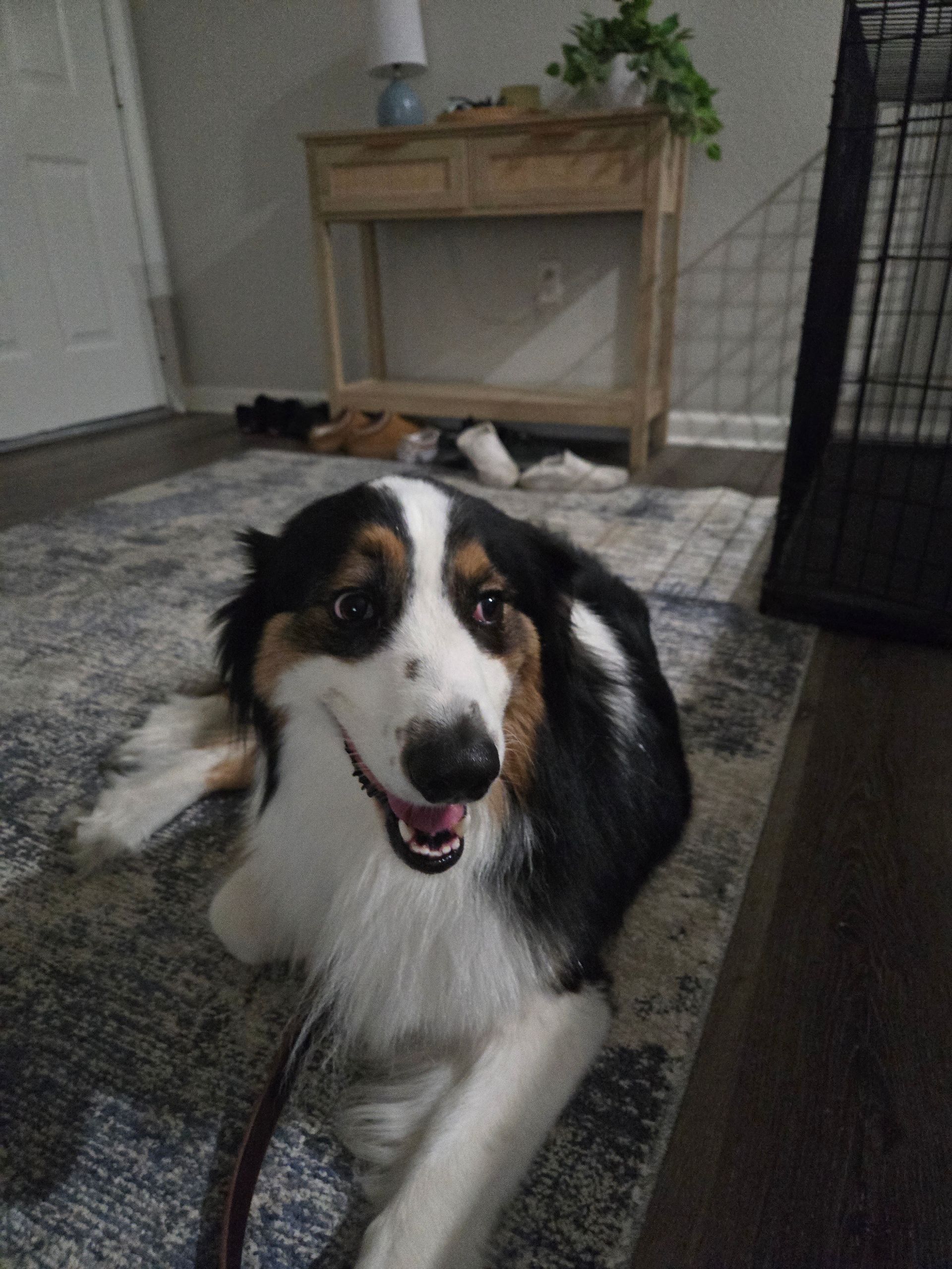 A black and white dog is laying on a rug in a living room.