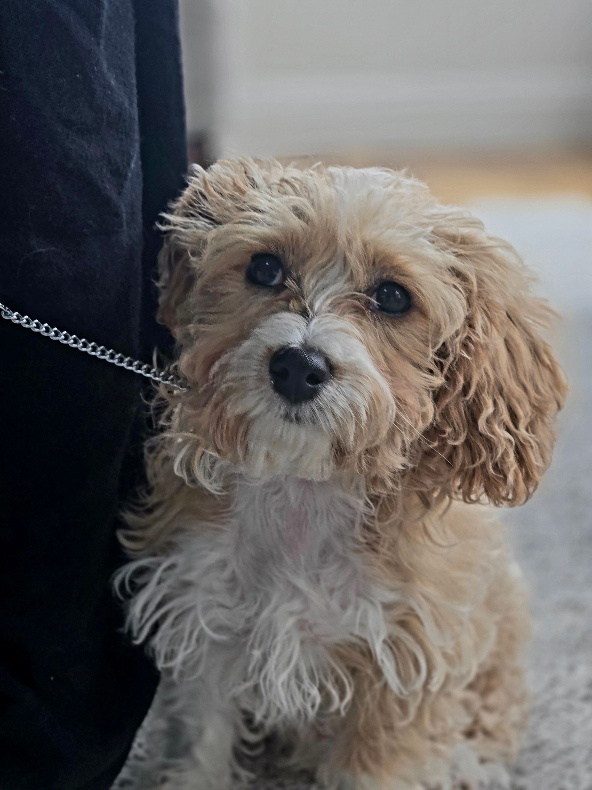 A small brown and white dog is sitting next to a person on a leash.
