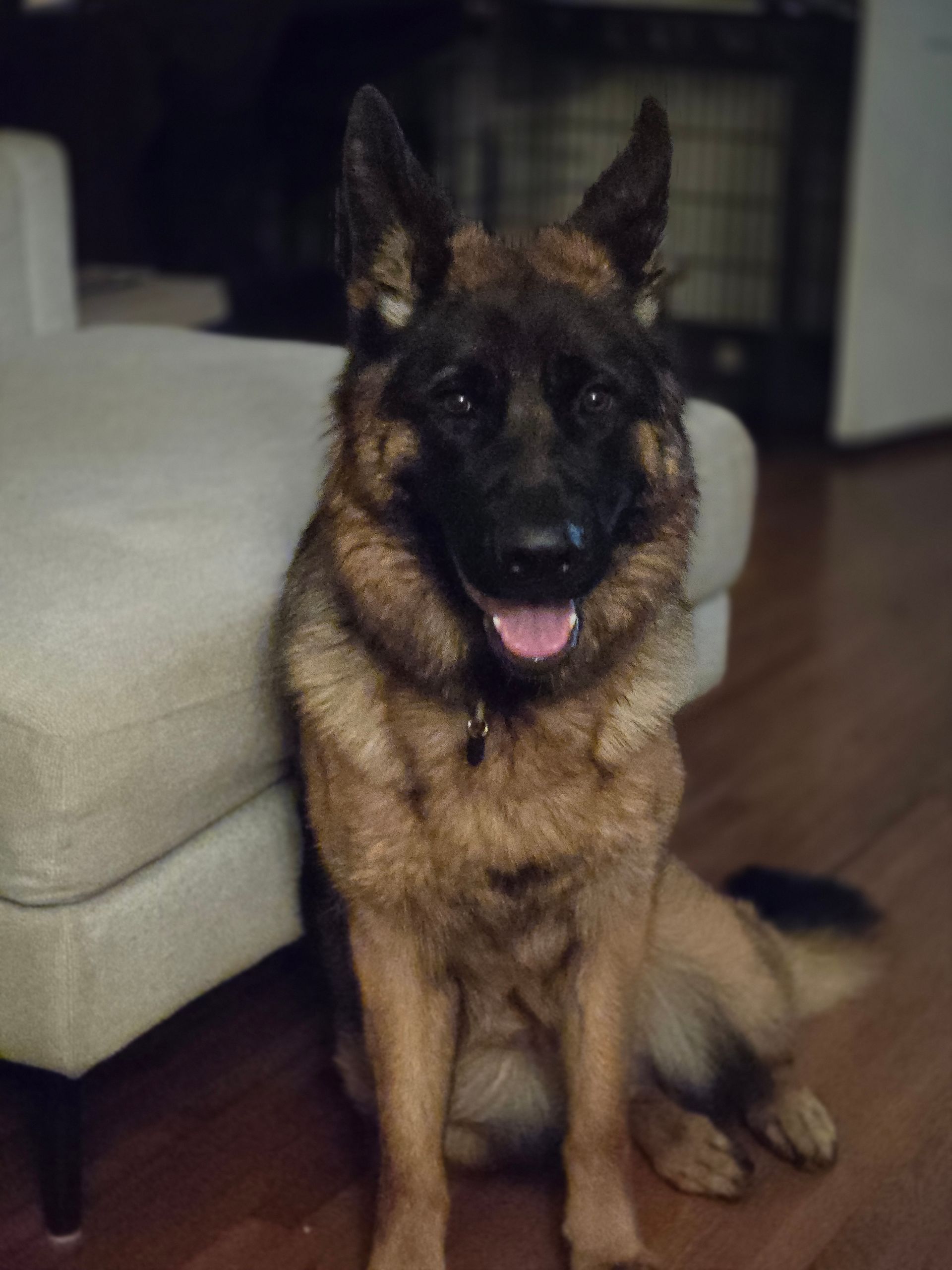 A german shepherd dog is sitting next to a couch in a living room.