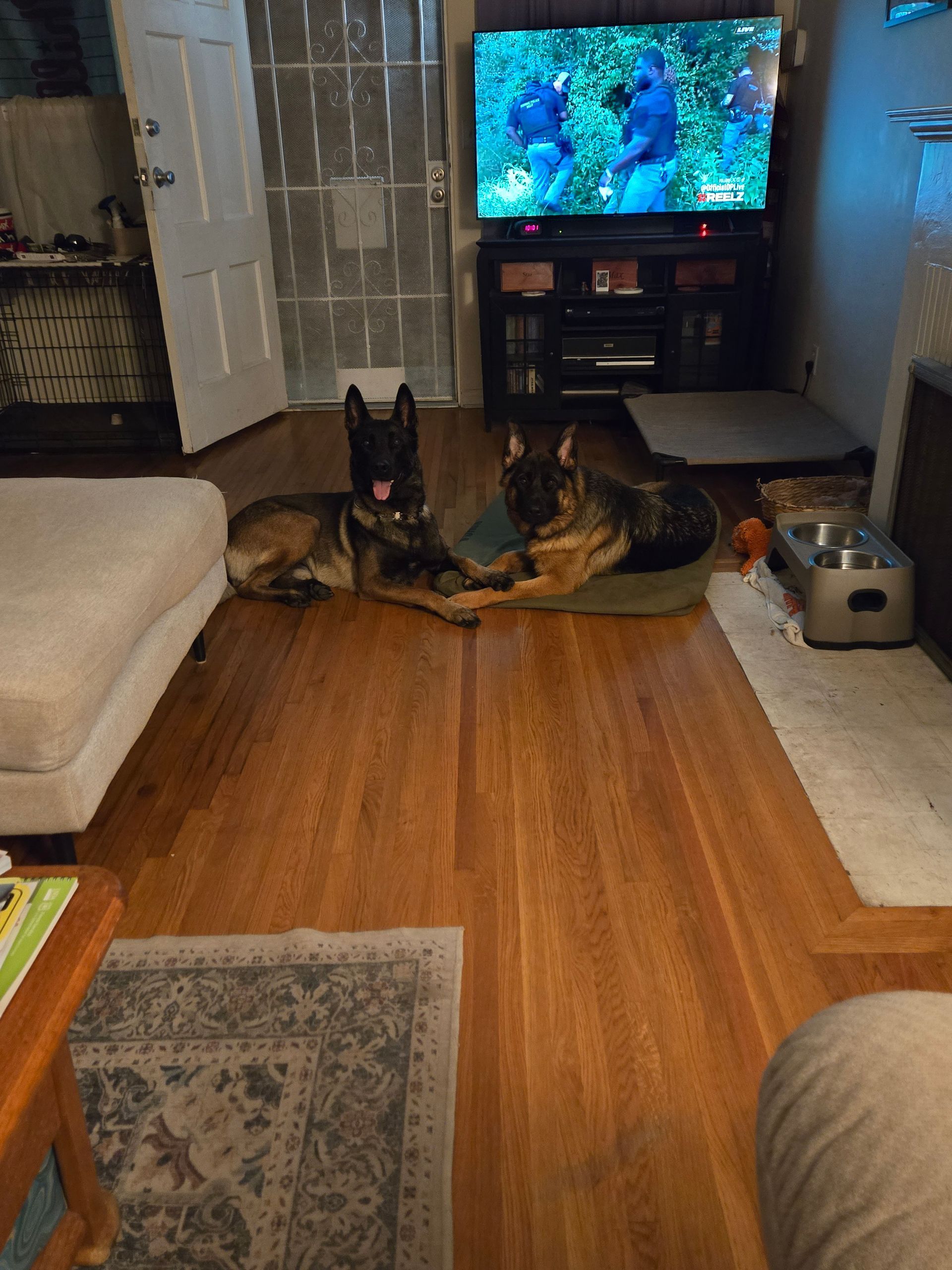 Three dogs are laying on the floor in a living room in front of a television.