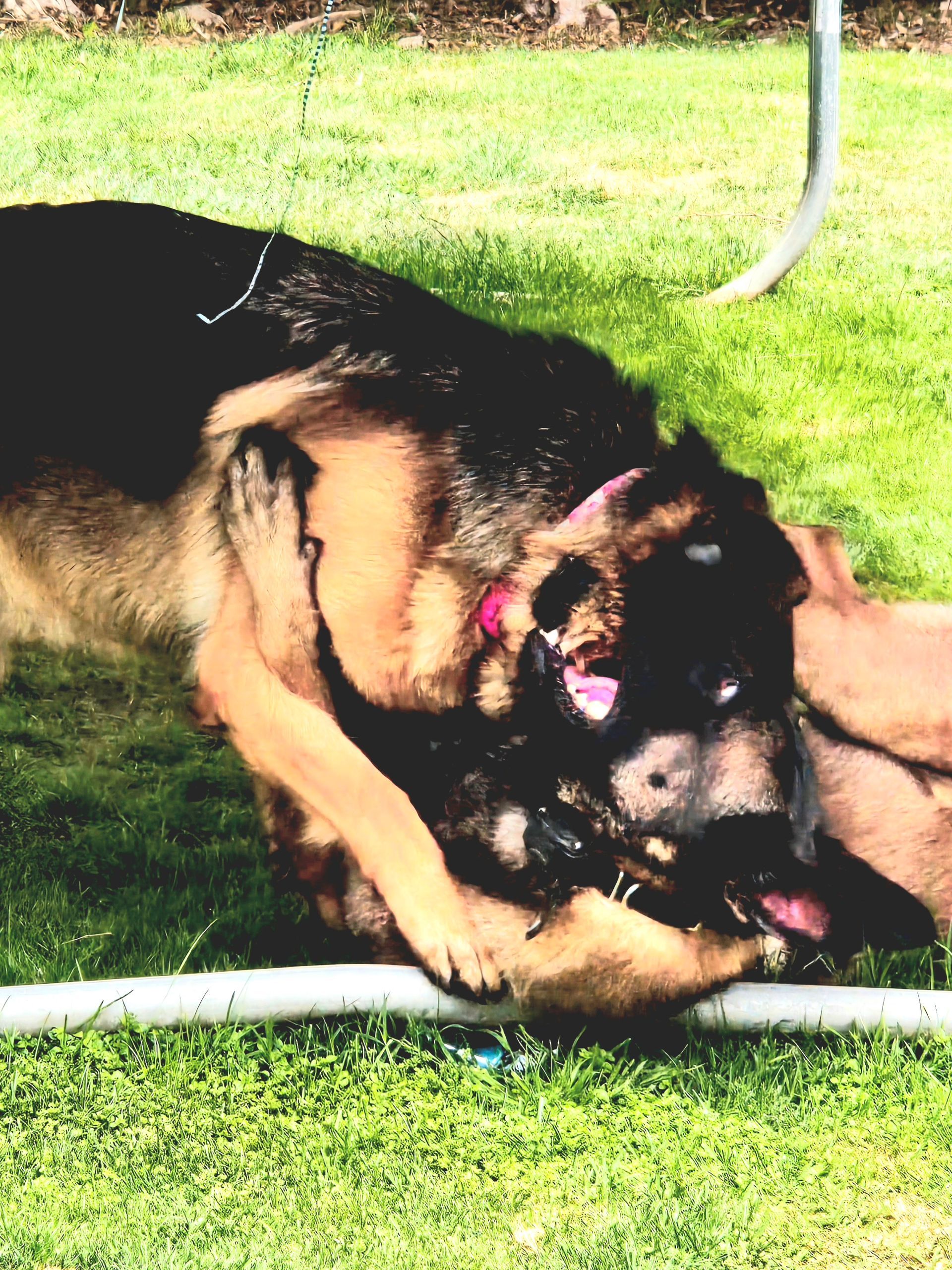 Two german shepherds are playing in the grass