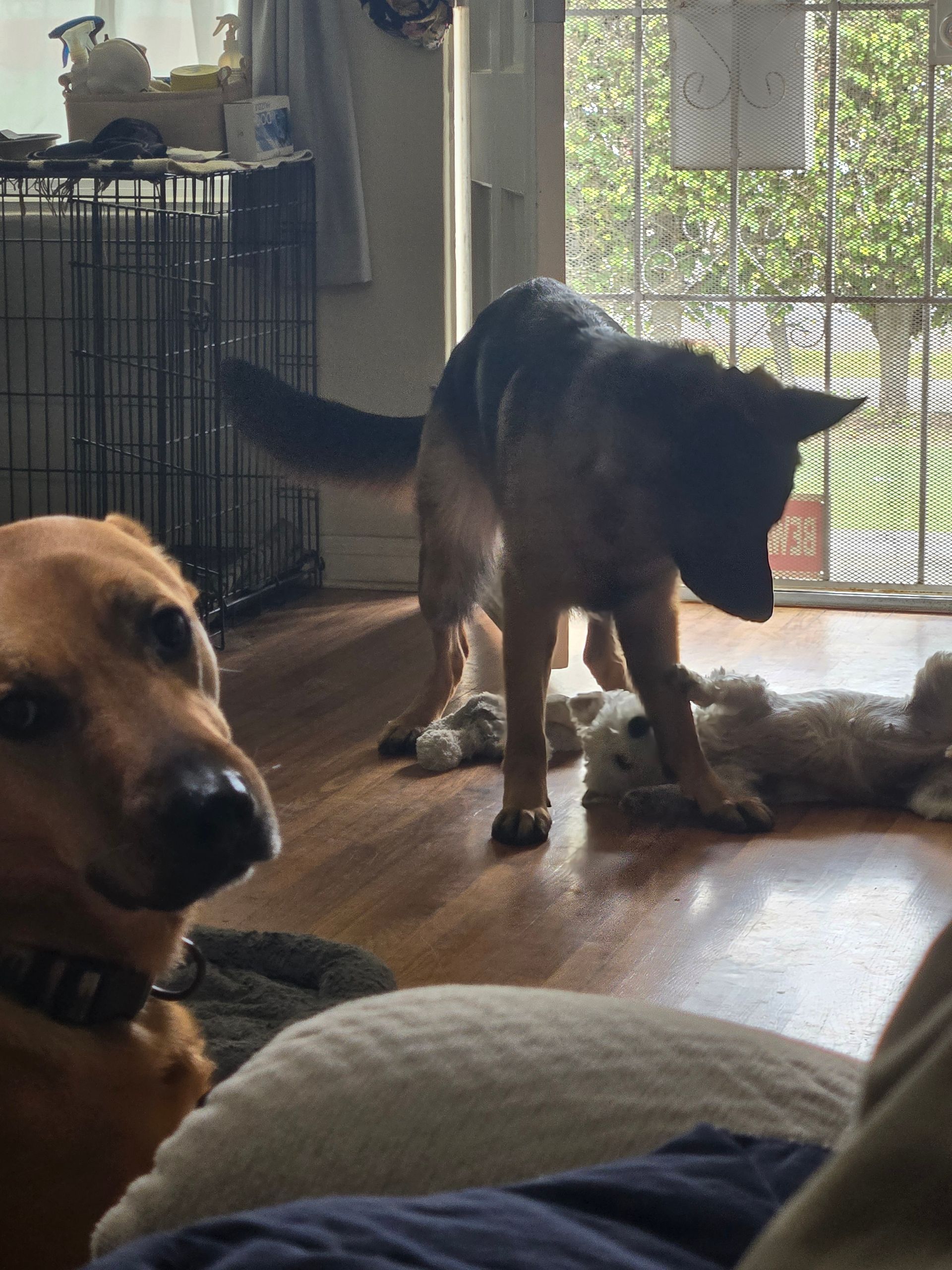 A german shepherd standing next to another dog in a living room