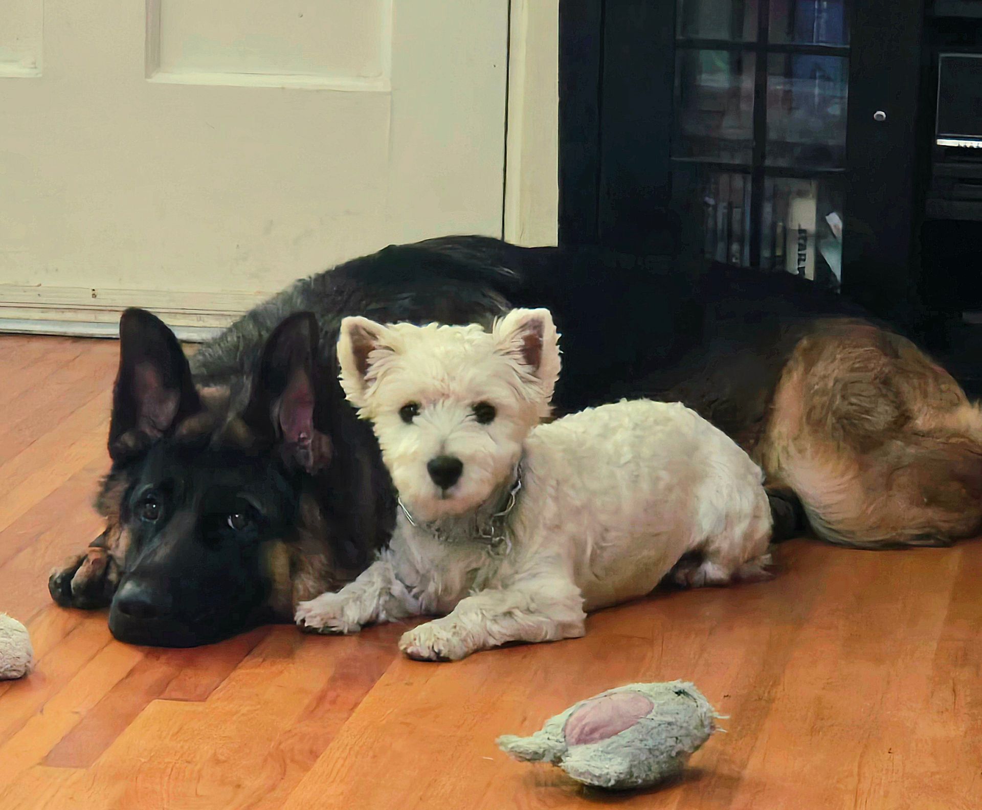 A german shepherd and a small white dog laying on the floor