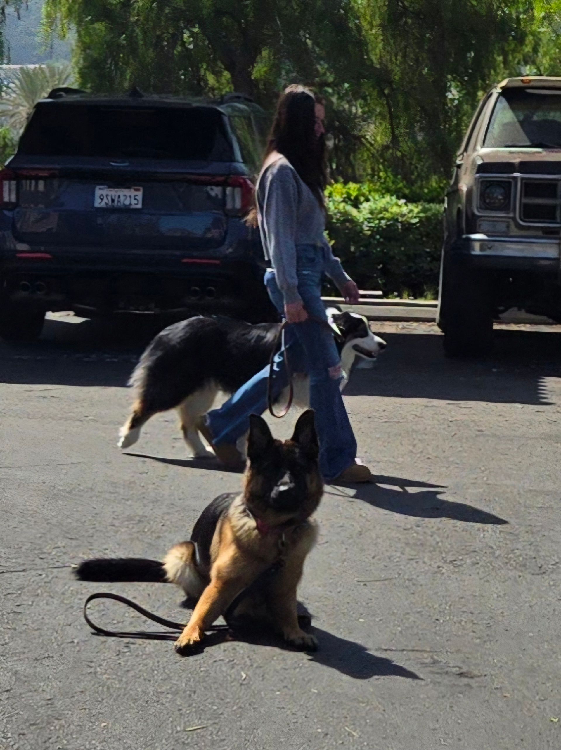 A woman walking a german shepherd in a parking lot