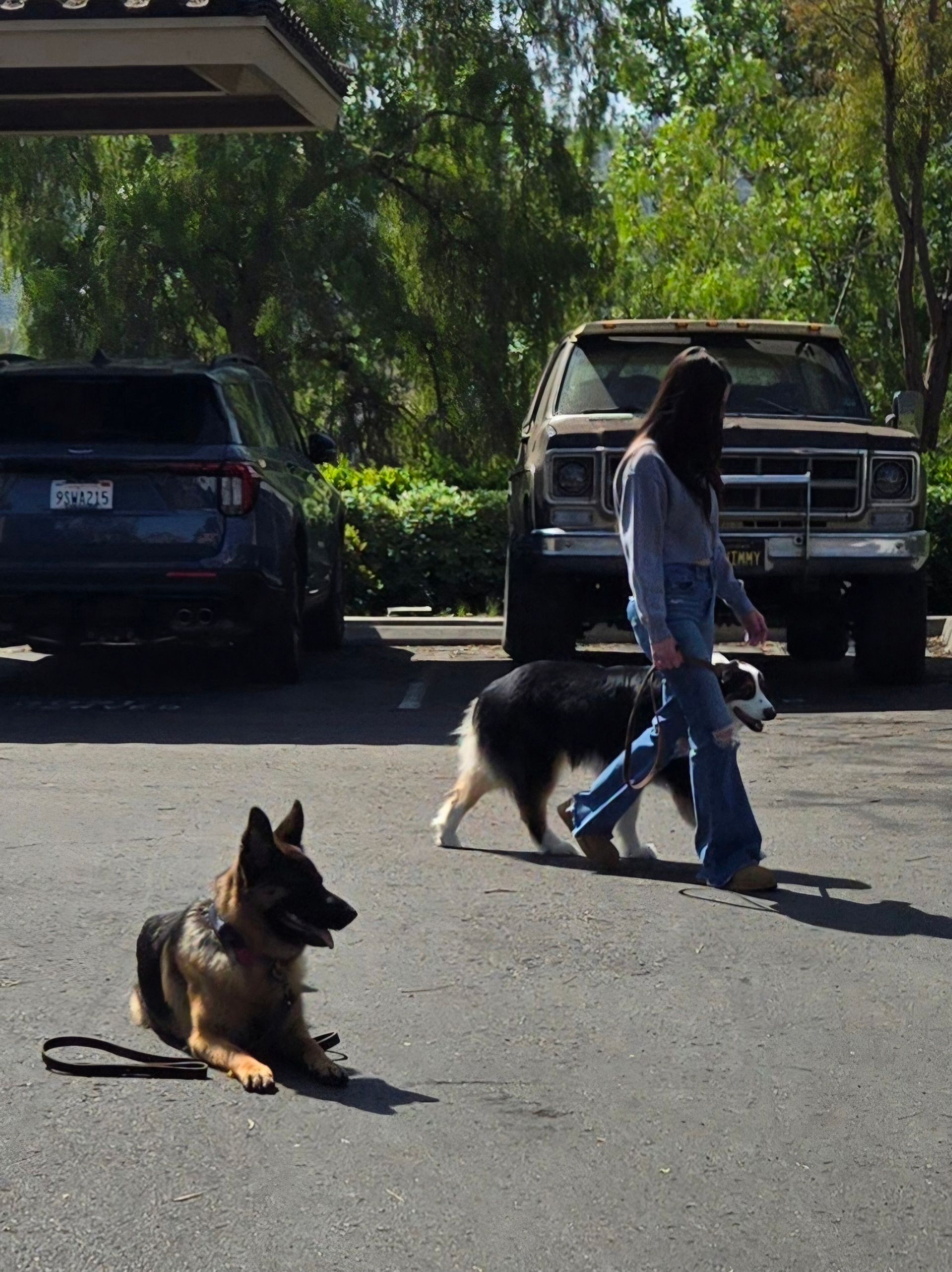 A woman is walking a german shepherd in a parking lot
