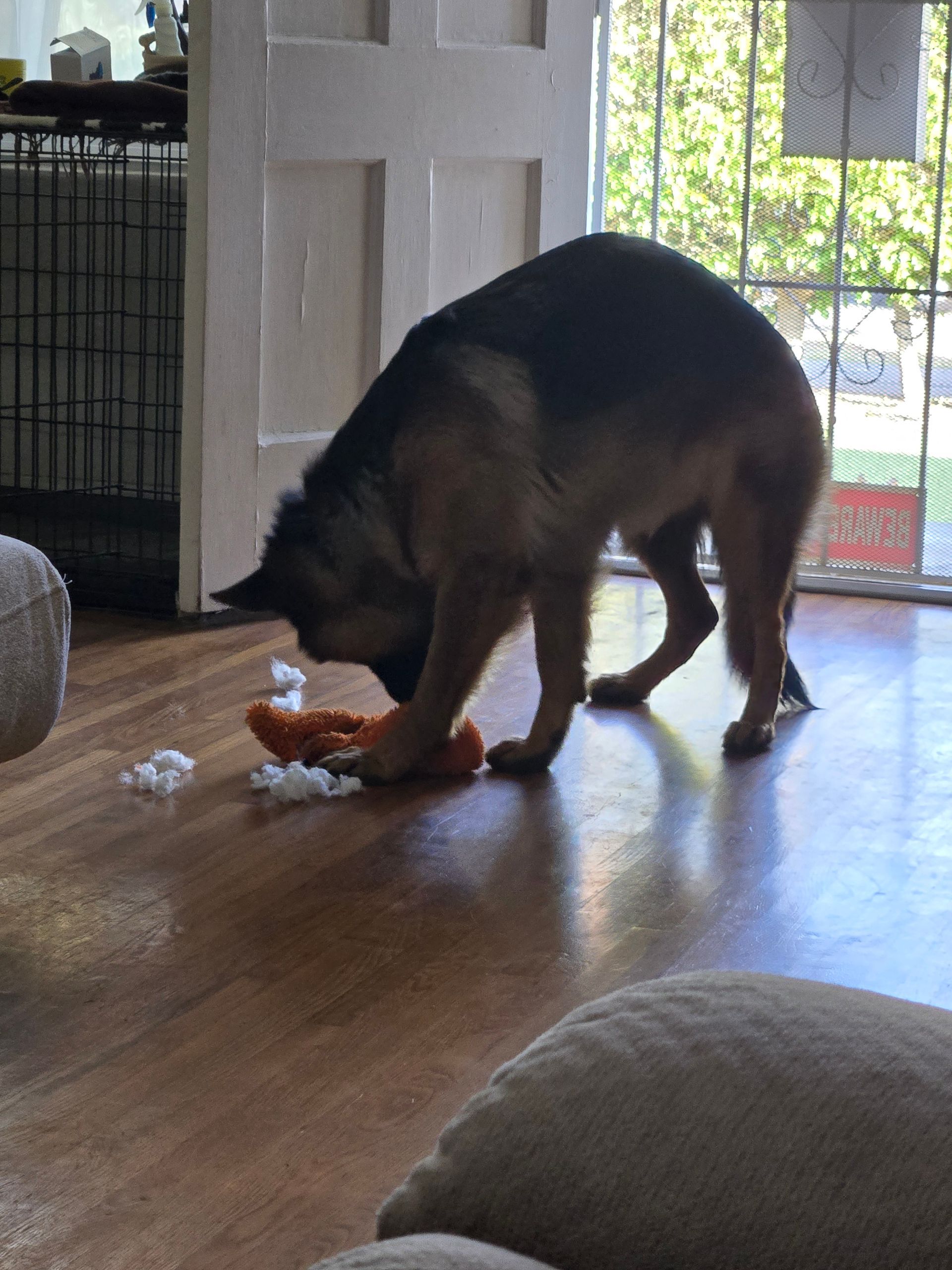 A german shepherd playing with a toy on the floor