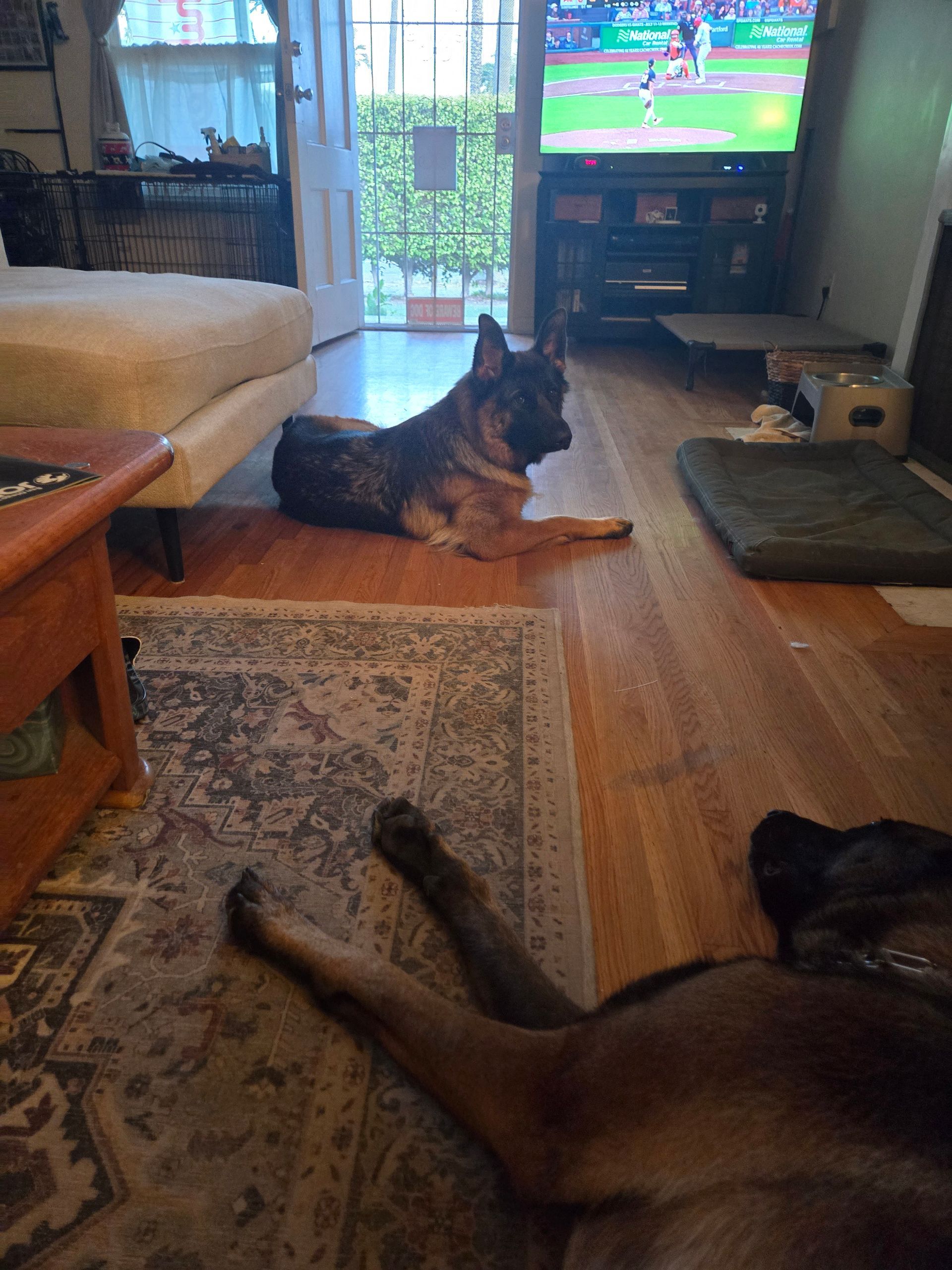 A dog is laying on the floor in a living room next to another dog.