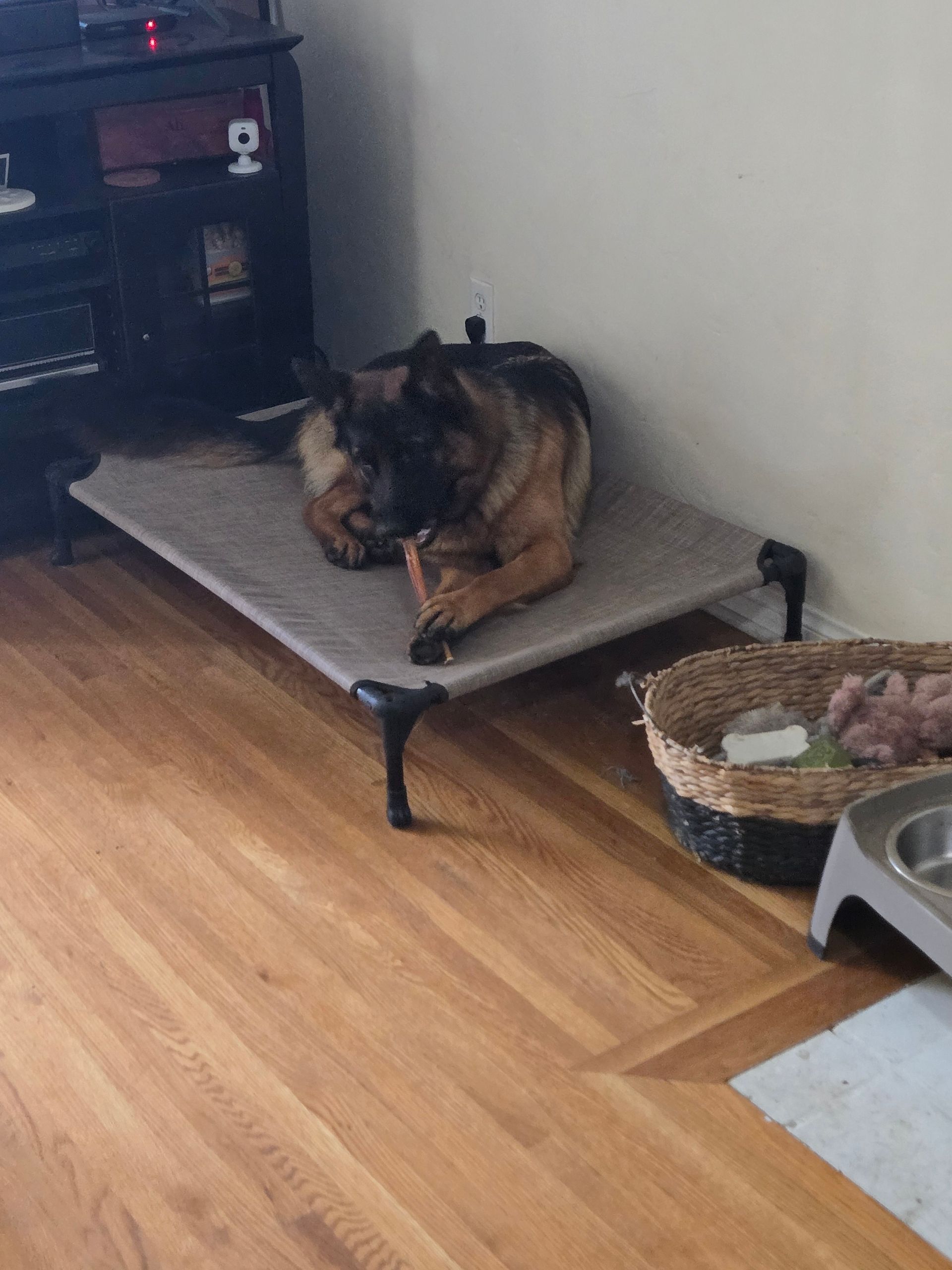 A german shepherd is laying on a dog bed in a living room.