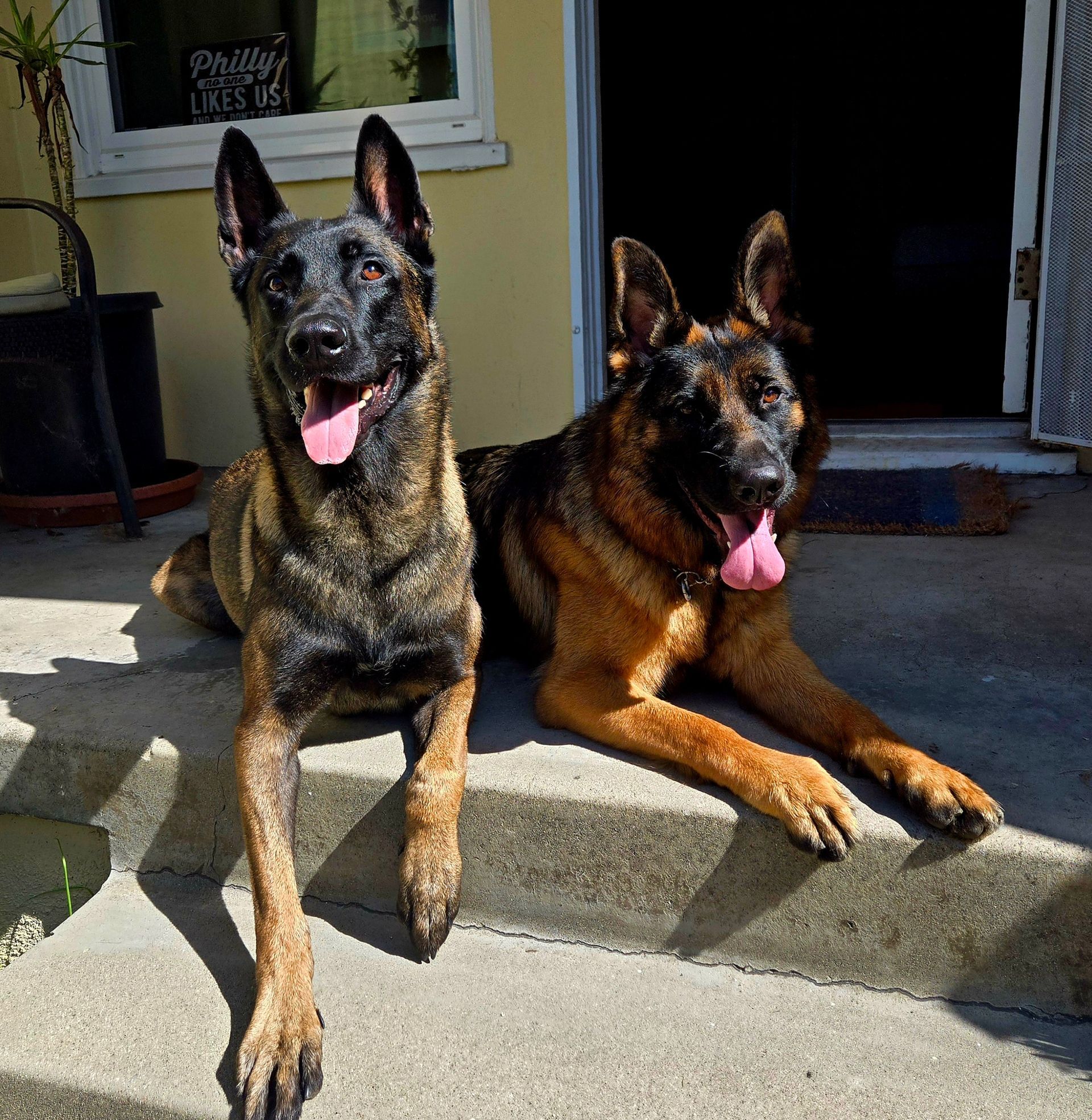 Two german shepherds are laying on the steps of a house