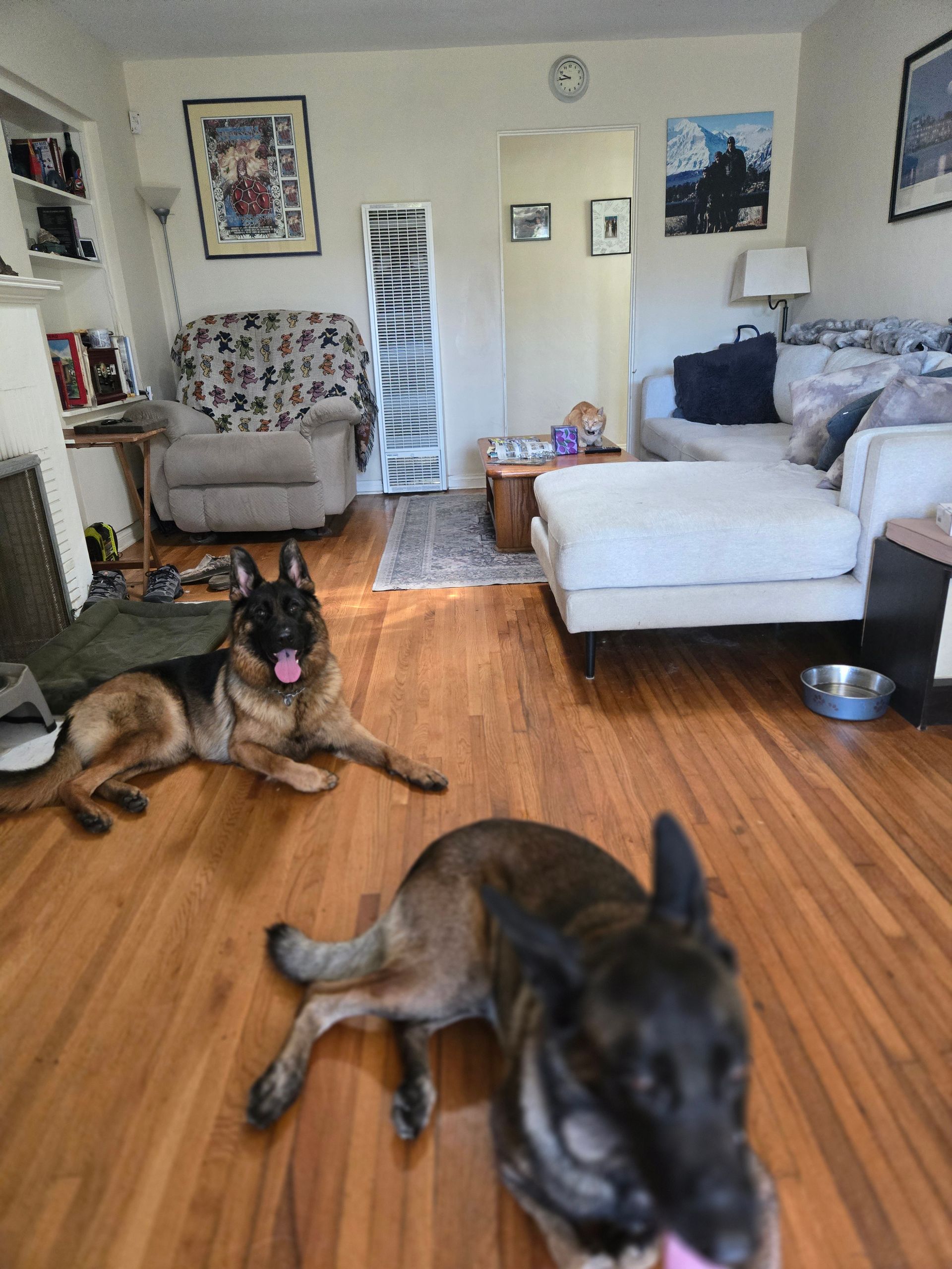 Two dogs are laying on the floor in a living room.