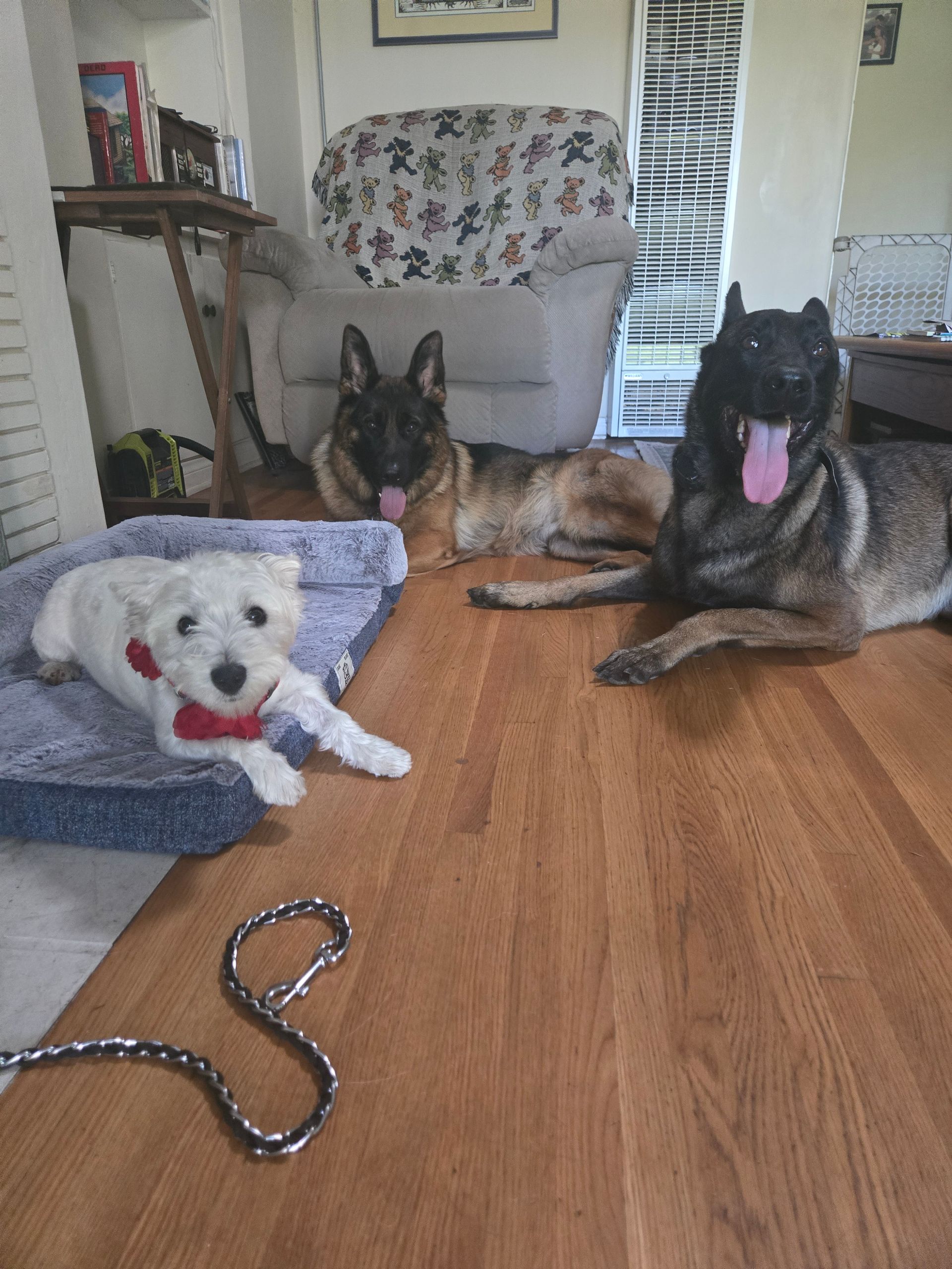 Three dogs are laying on a wooden floor in a living room.