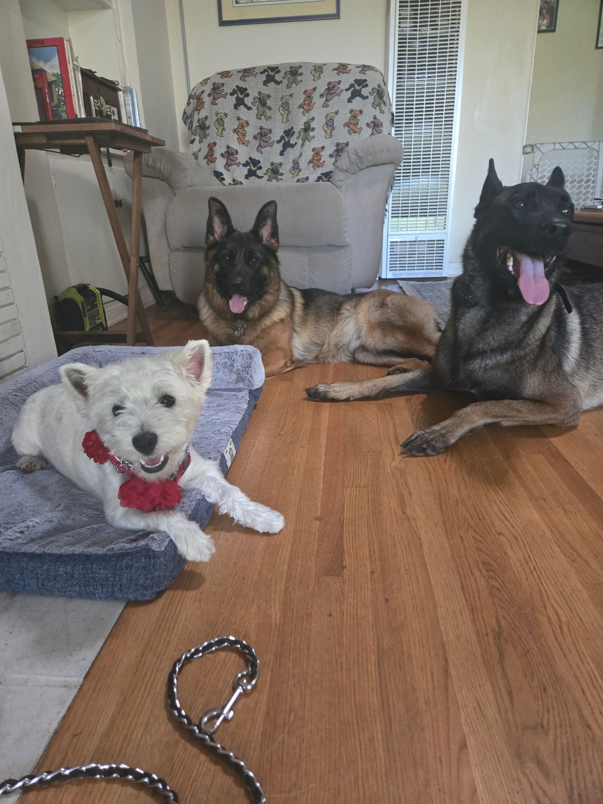 Three dogs are laying on a wooden floor in a living room.