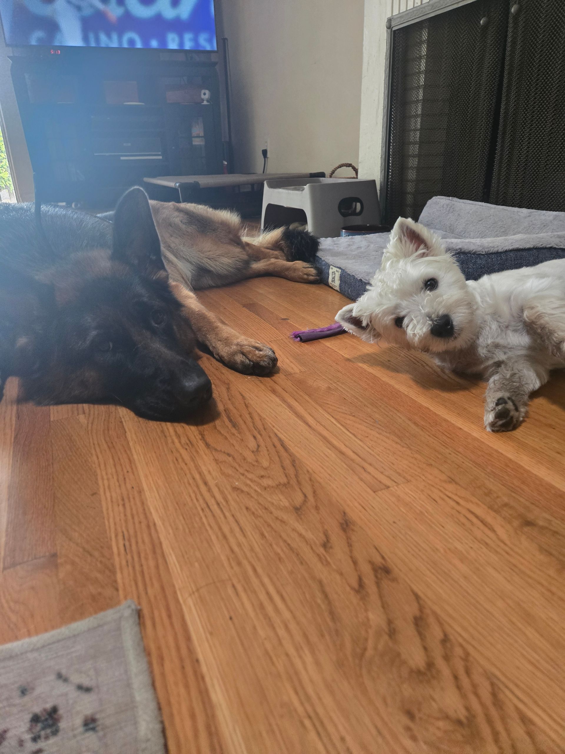 Two dogs are laying on a wooden floor in a living room.