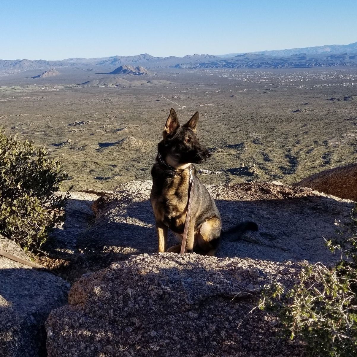 A german shepherd is sitting on a rock overlooking a desert landscape