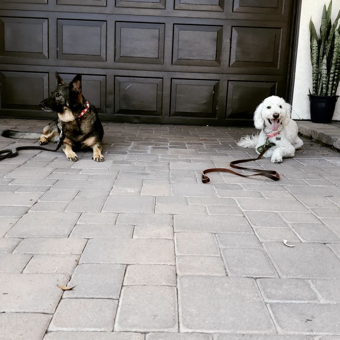Two dogs are laying on a brick driveway in front of a garage door