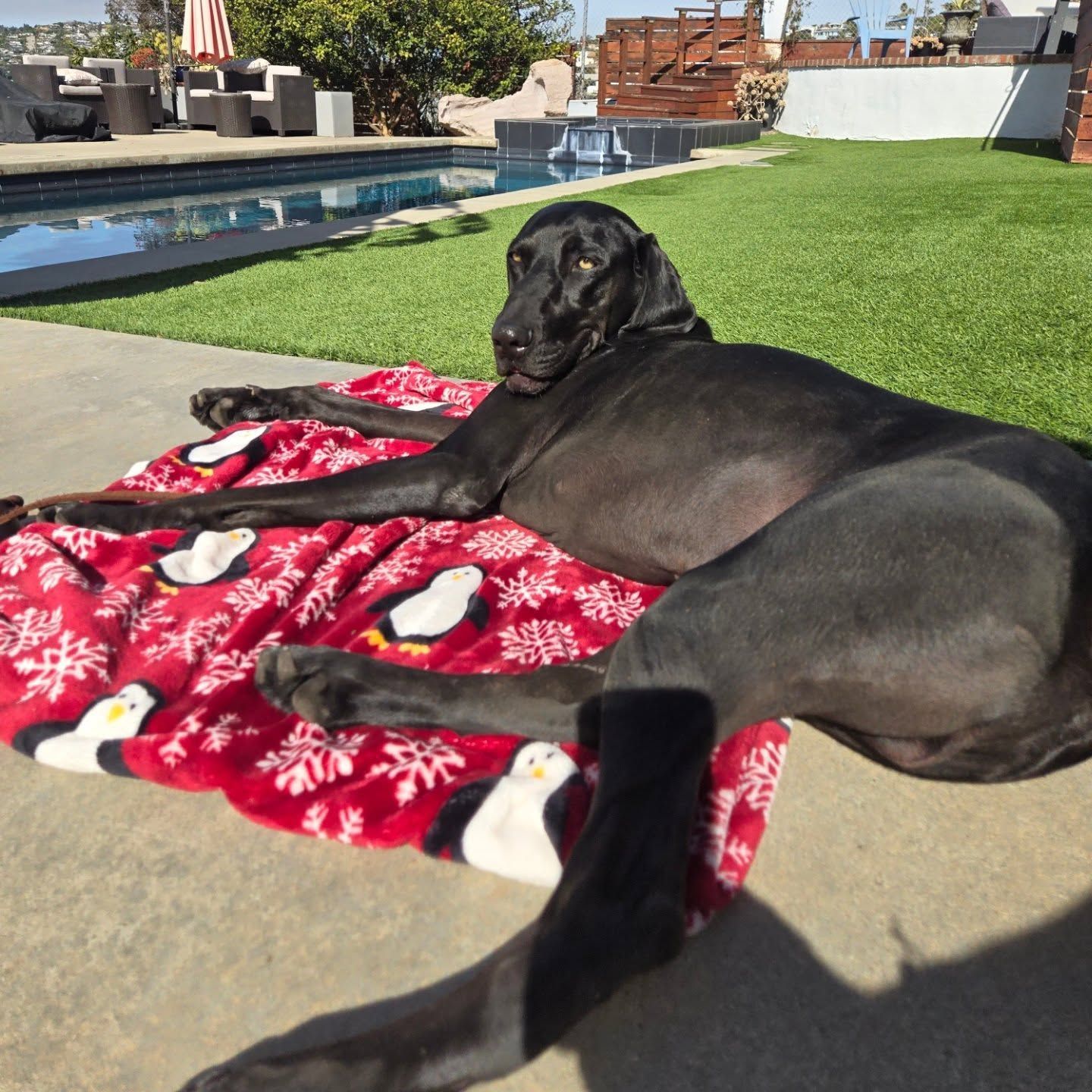 A black dog laying on a red blanket with penguins on it