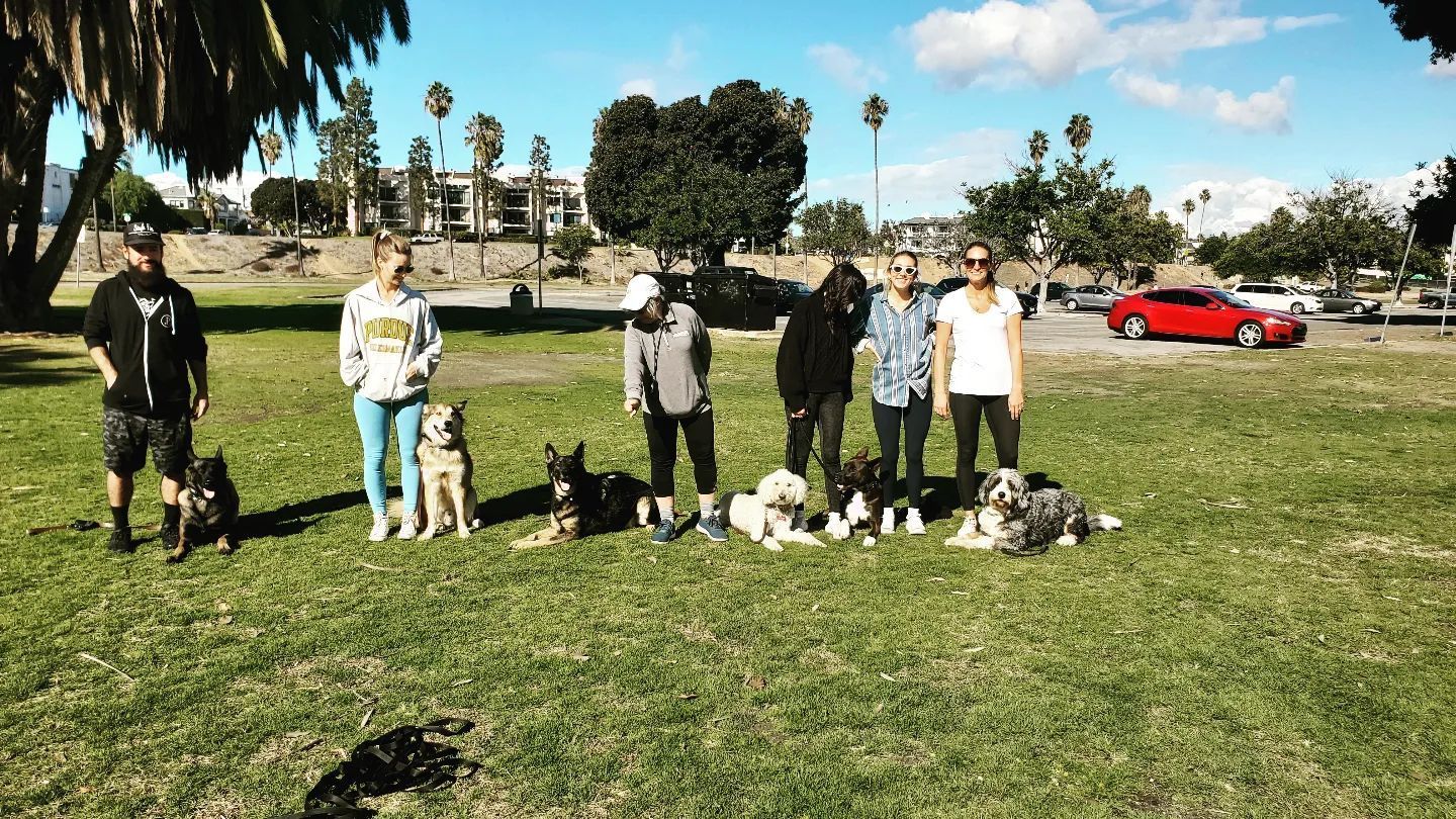 A group of people standing in a grassy field with their dogs.