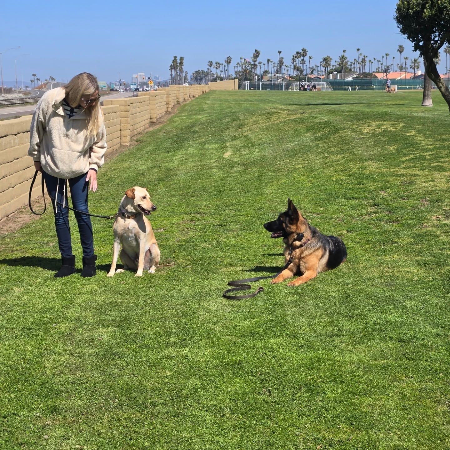 A woman is standing next to two dogs in a grassy field.