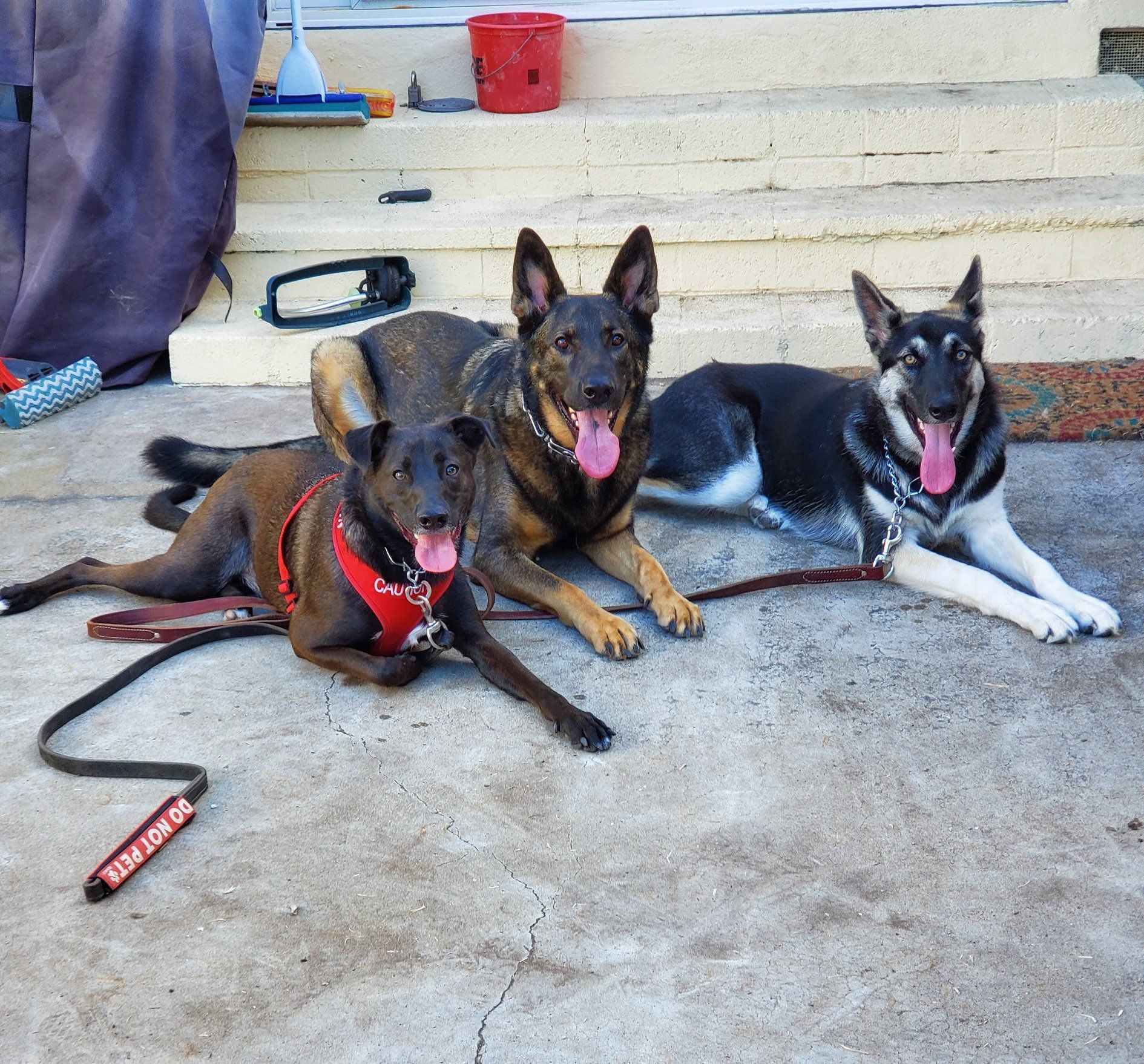 Three German Shepherds relaxing on a concrete patio. One wears a red harness; all pant with tongues out.