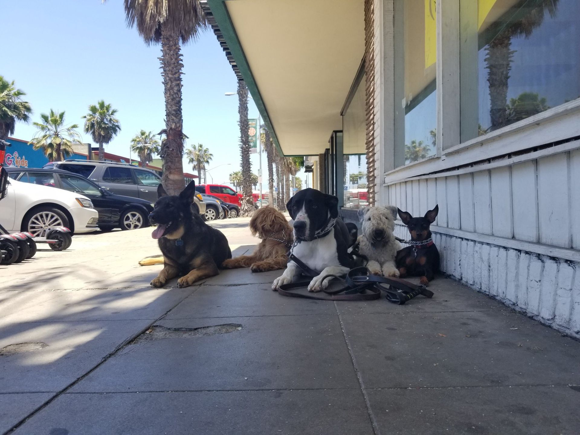 A group of dogs are laying on a sidewalk in front of a building.
